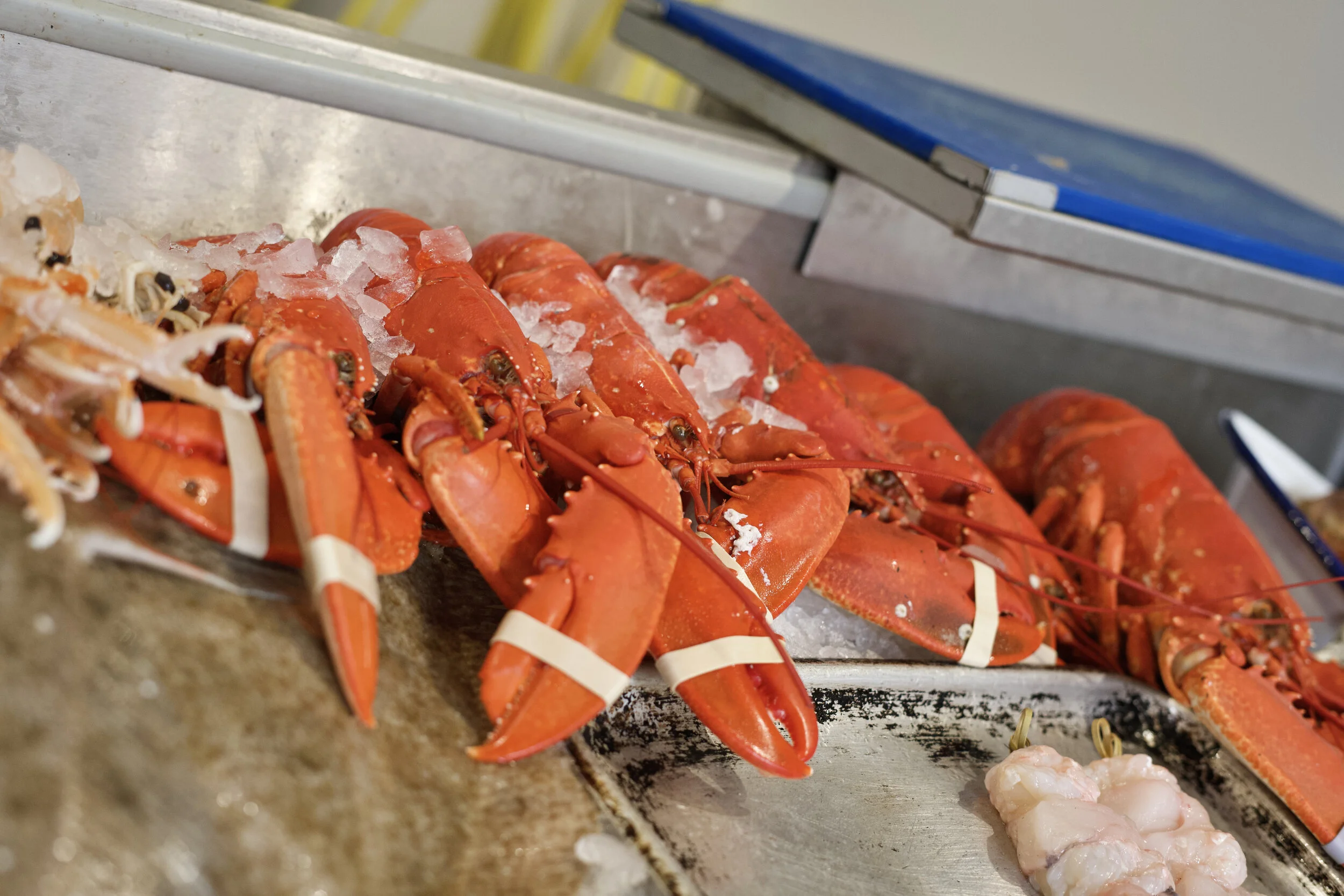 Tobias Warner APFS lobsters on slab (Copy)