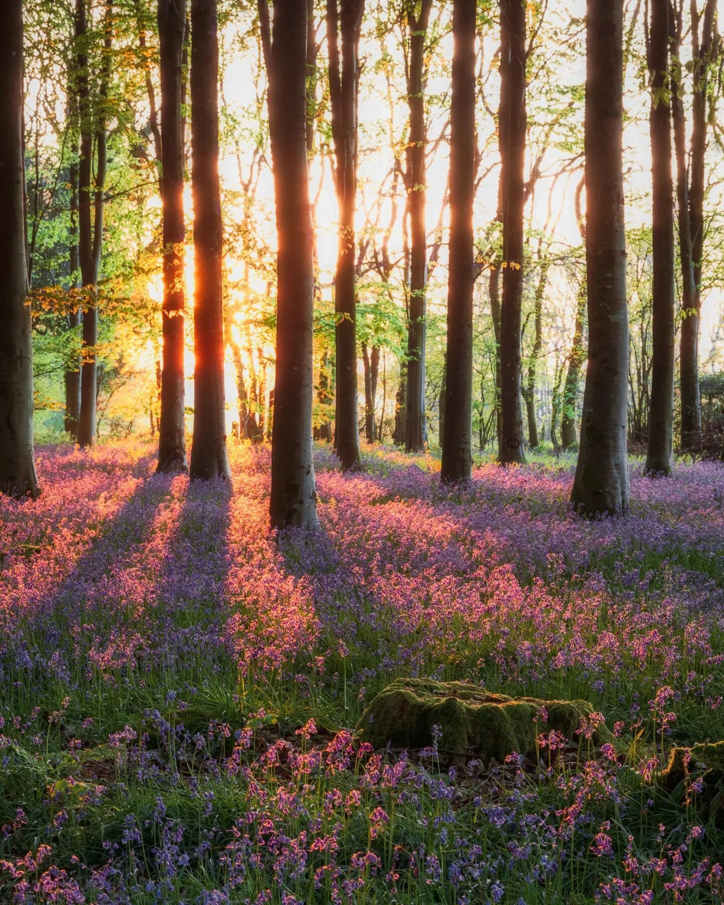 The first few minutes when the light breaks through the edge of the woodland is so intense, the colour variation in the Bluebells between light and shadow at this time of the day is amazing.
.
#gloriousbritain #moodnation #woodlandphotography #treest