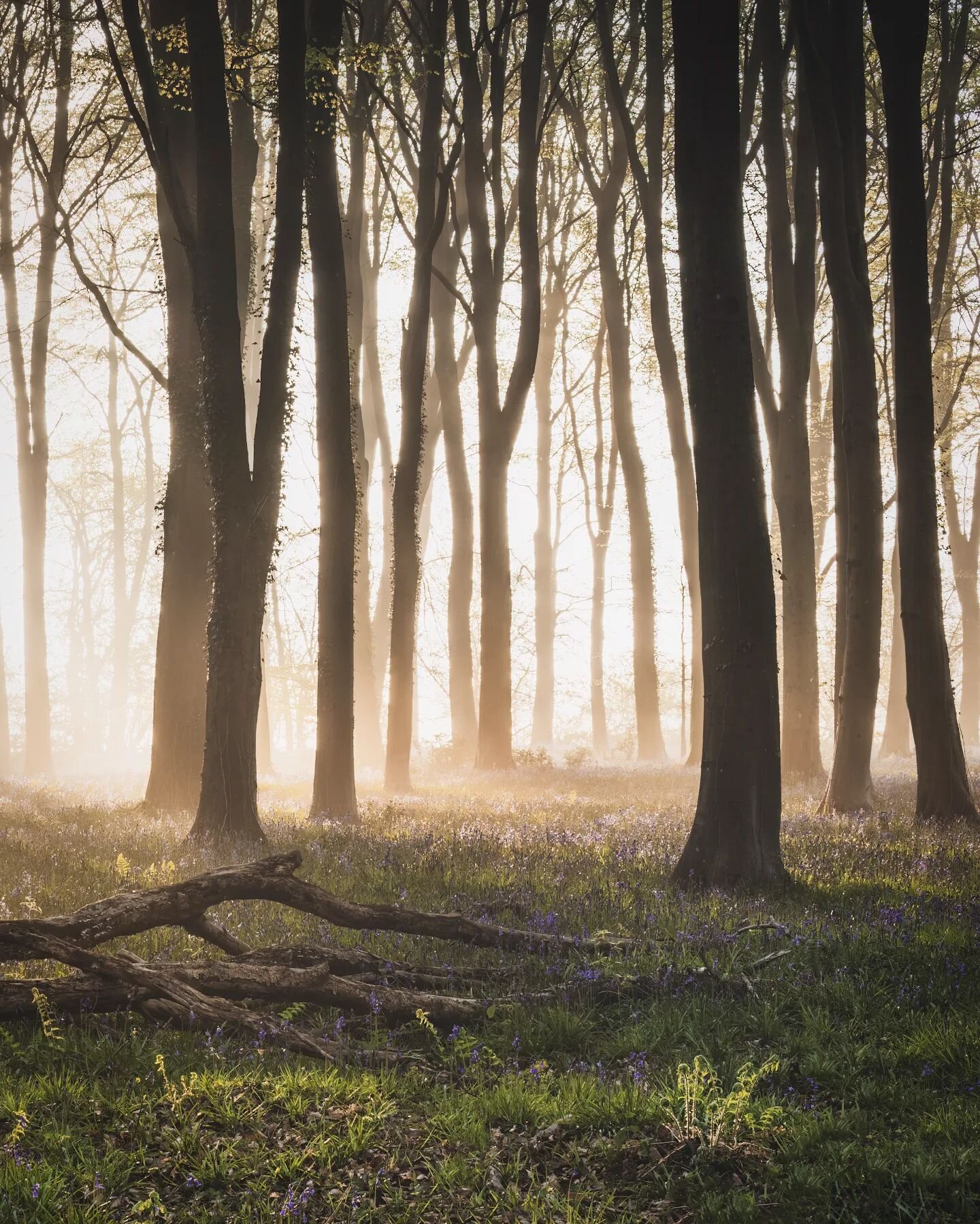 Still my favourite morning from this season, the Bluebells were not quite there yet but the conditions made up for it.  The Bluebells are dead... Long live the Wild Garlic
.
#gloriousbritain #moodnation #omsystem #defythemoment #travelgram #bluebell 