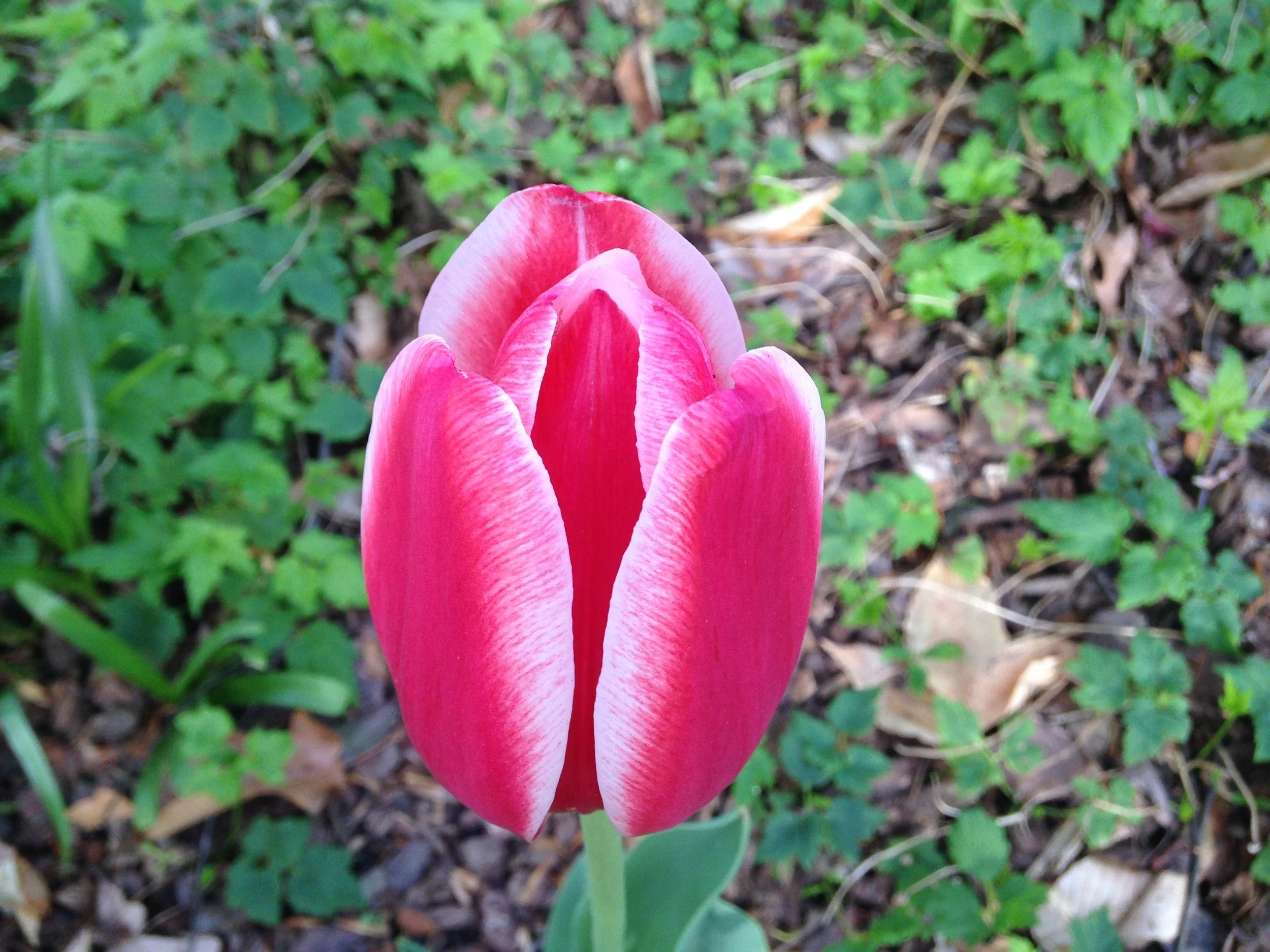 Tulips signal spring and time to re-evaluate  you eating and cooking routine.