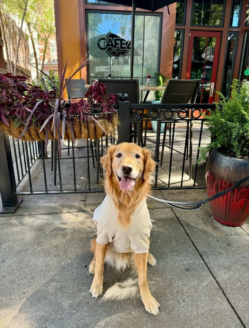 Cafe4-Cutie-Patootie-Dog.jpeg