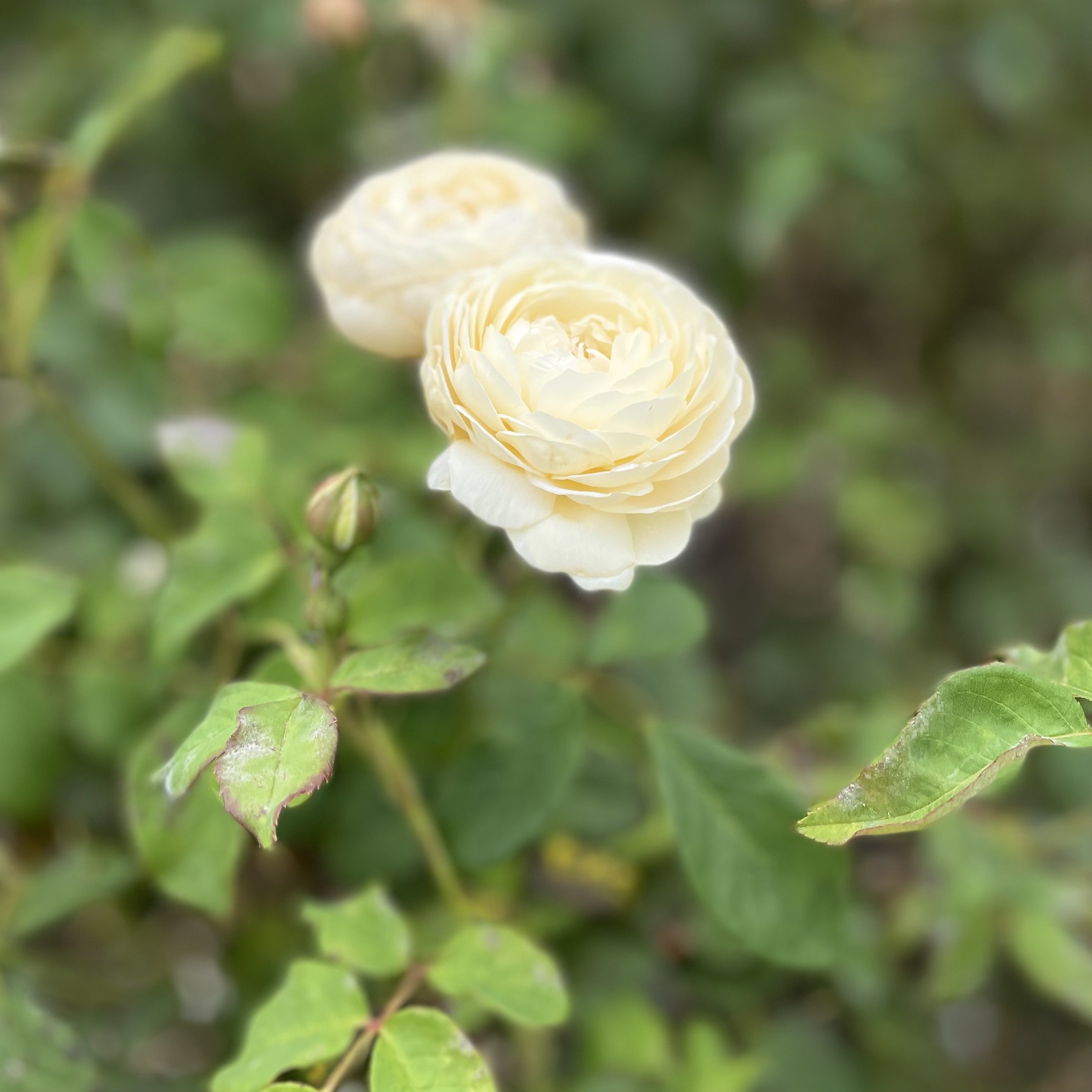 white rose at Biltmore gardens in Asheville.jpg