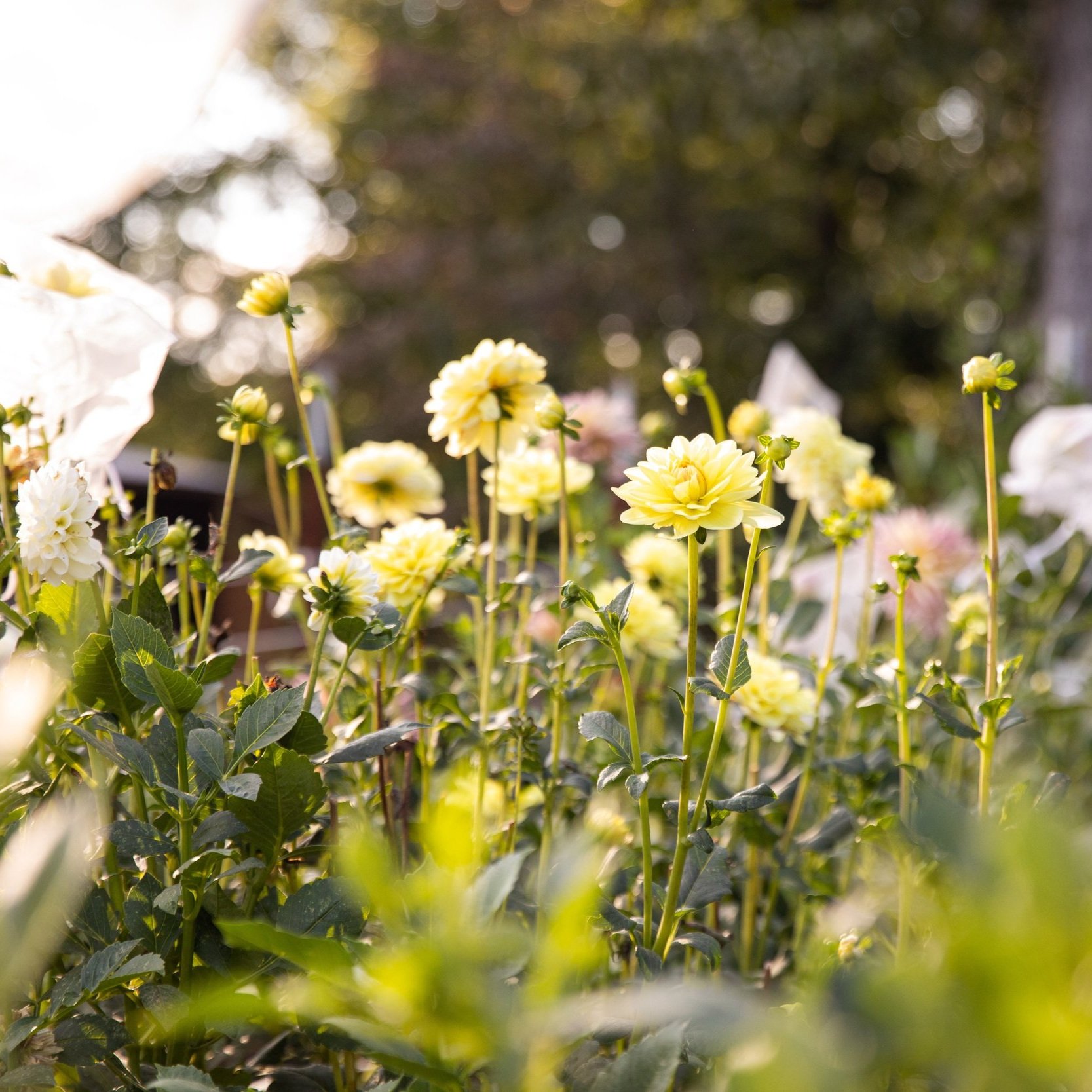 BloomingAcres-95.jpg