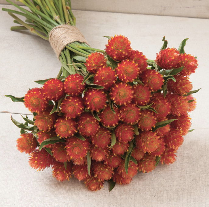 Gomphrena - Orange
