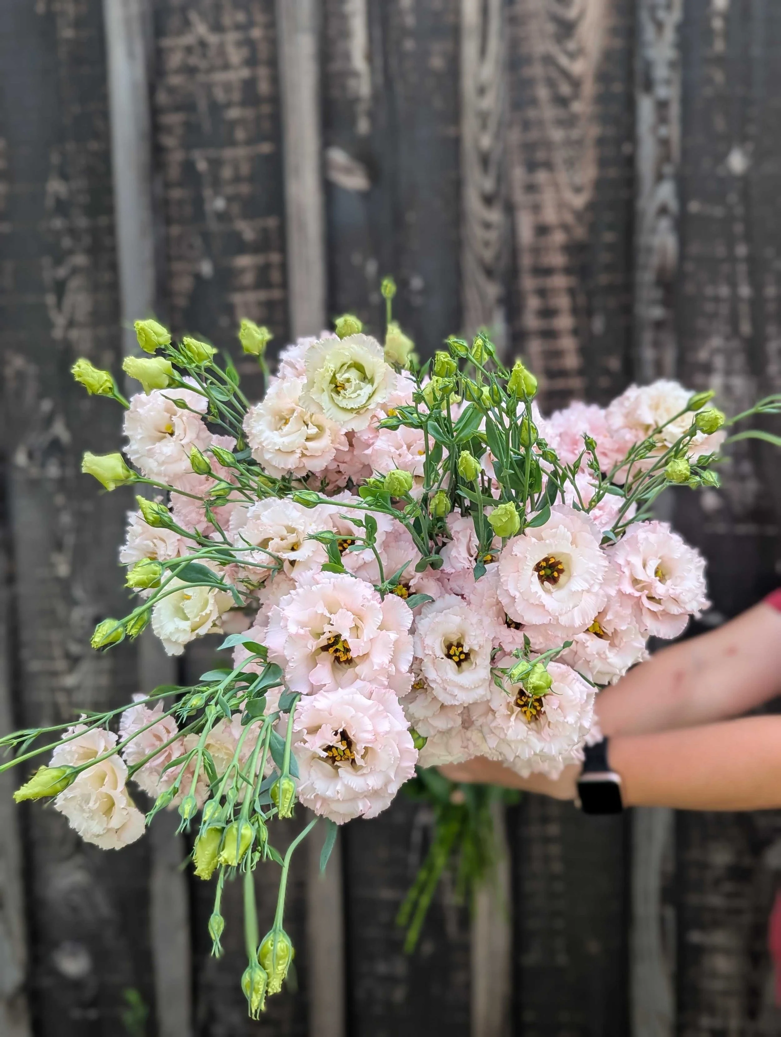Lisianthus - Misty Pink