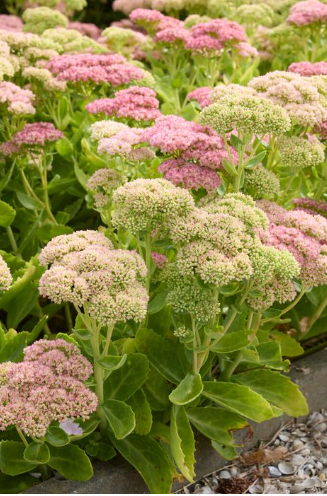 Sedum - Autumn Joy