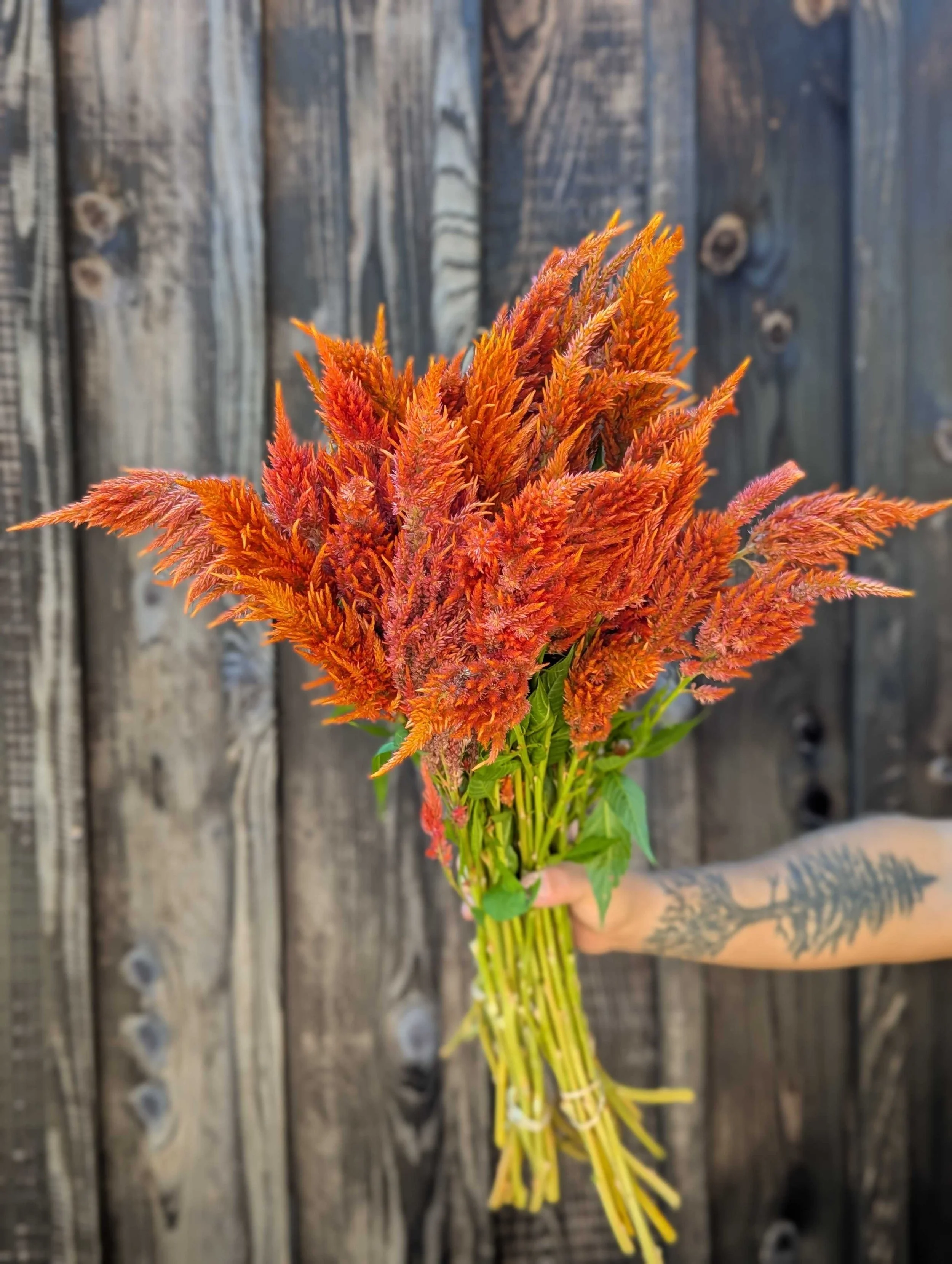 Celosia - Sunday Orange
