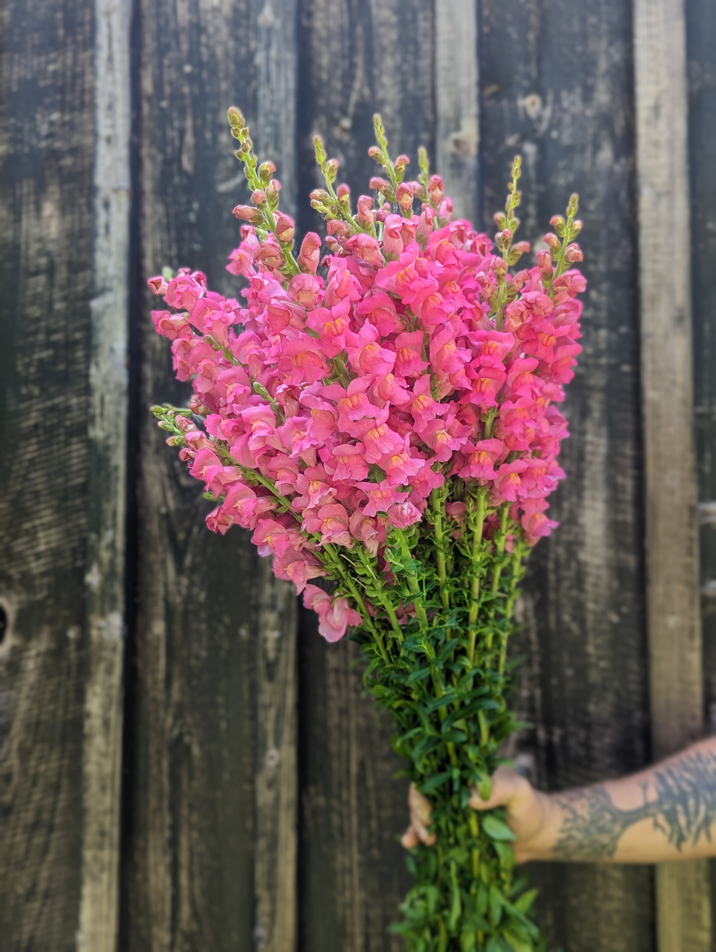 Snapdragons - Potomac Rose