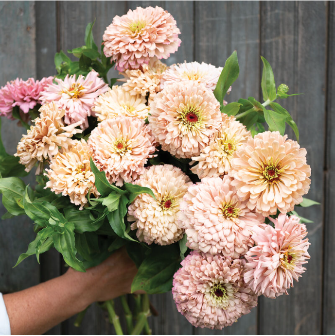 Zinnia - Ballerina