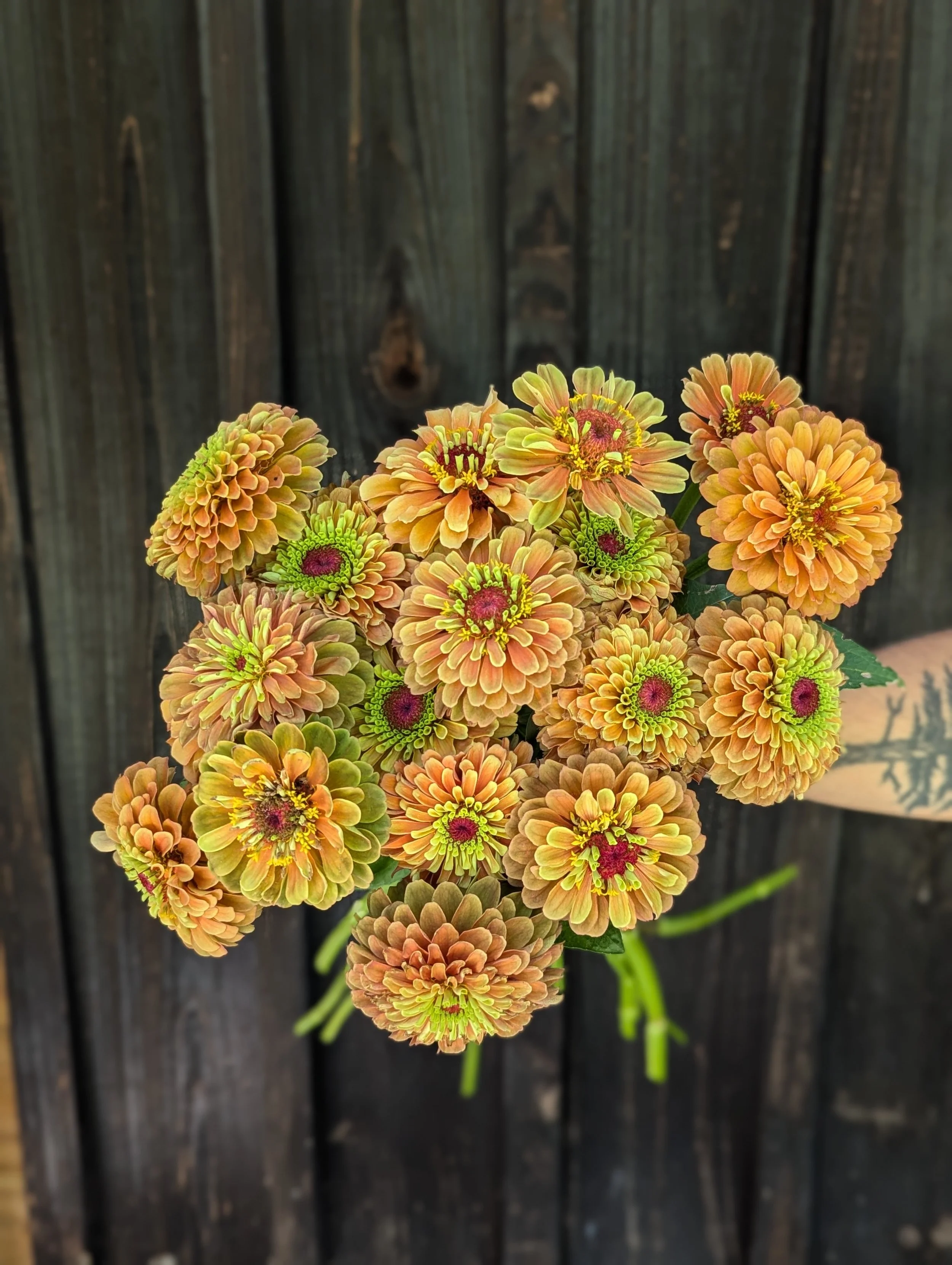 Zinnia - Queen Orange