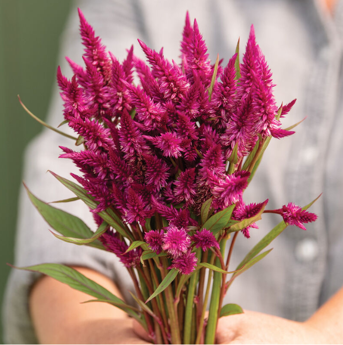 Celosia - Celway Purple