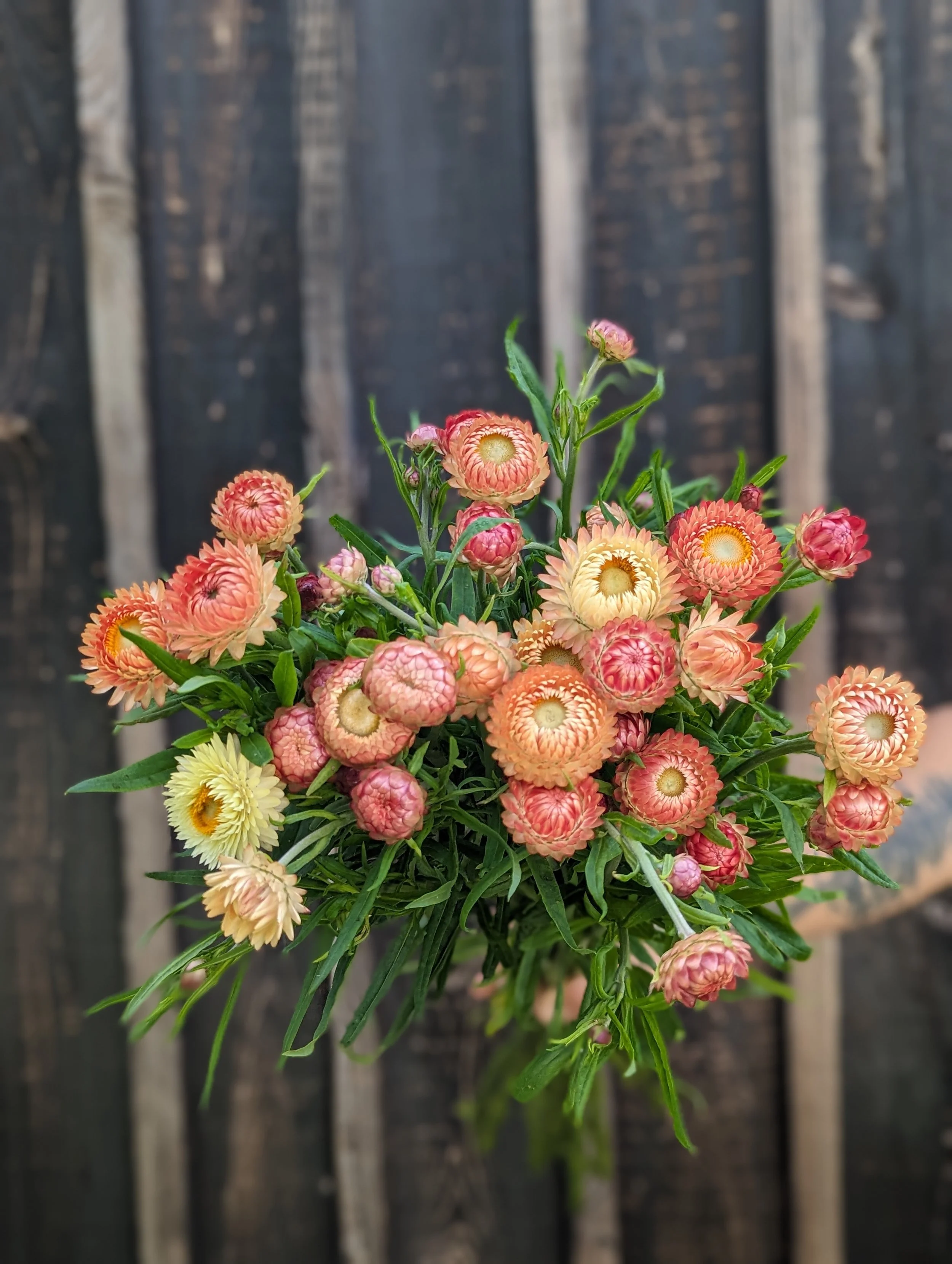 Stawflower - Apricot