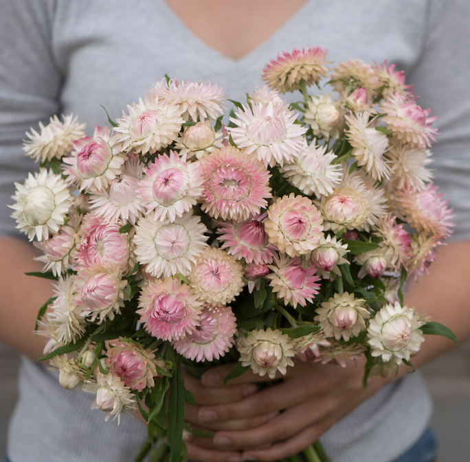 Strawflower Silver Rose