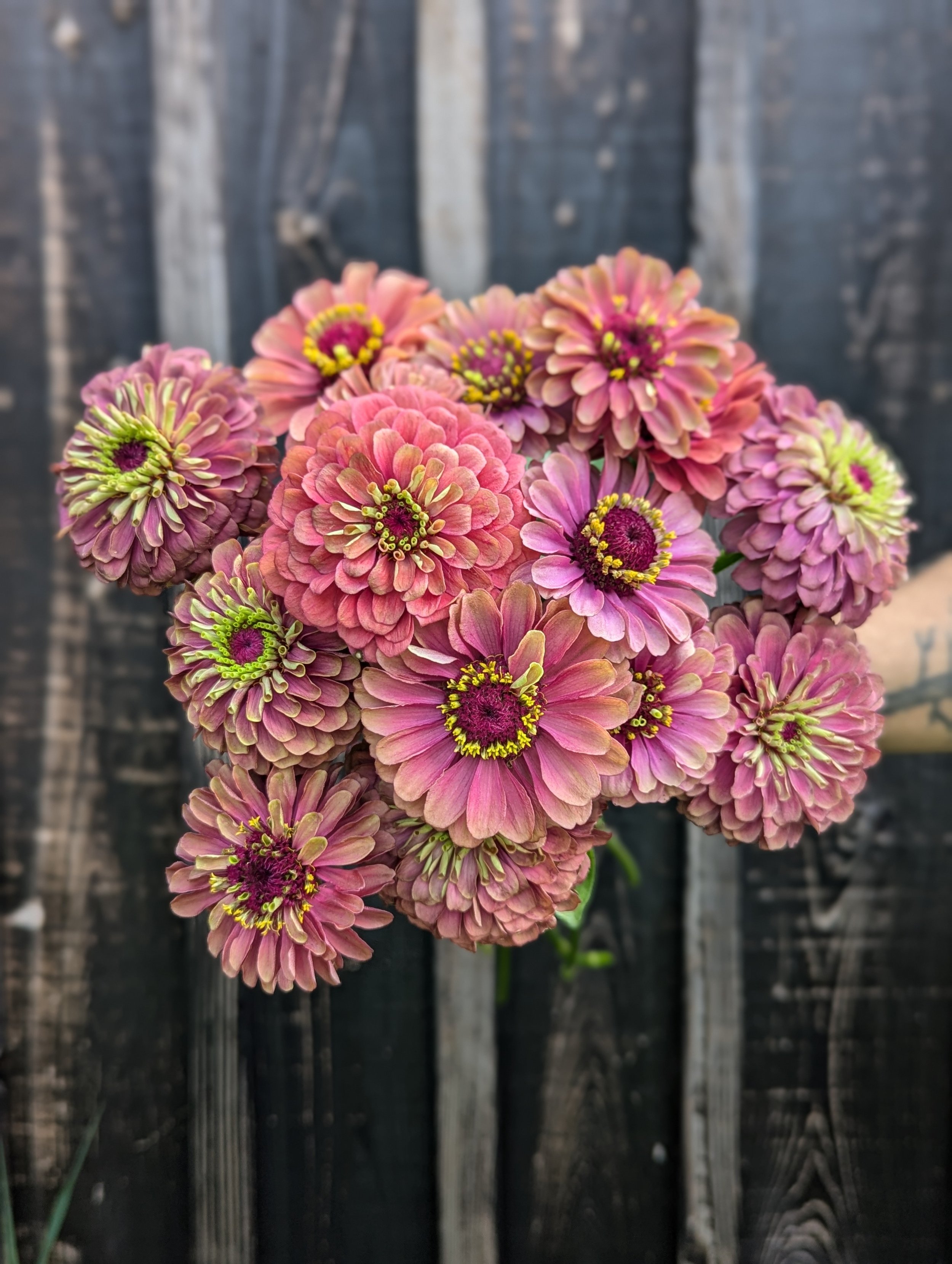 Zinnia - Queen Red
