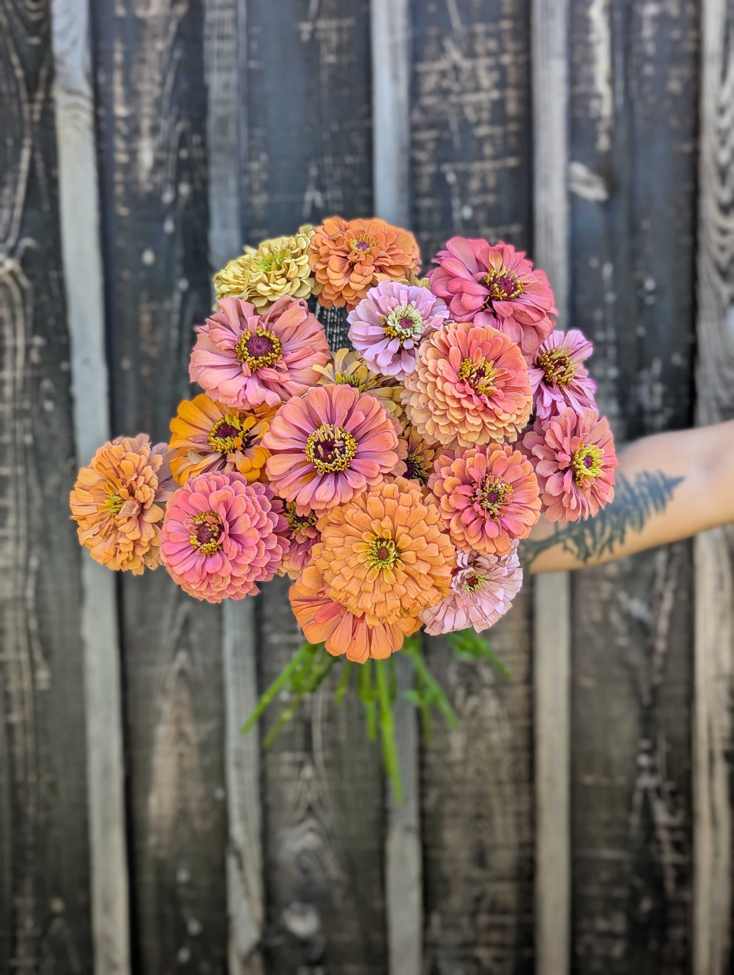 Zinnia - Aurora