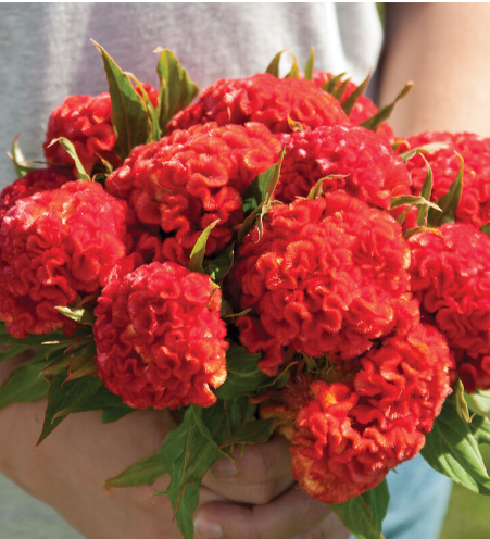 Celosia - Cockscomb Persimmon