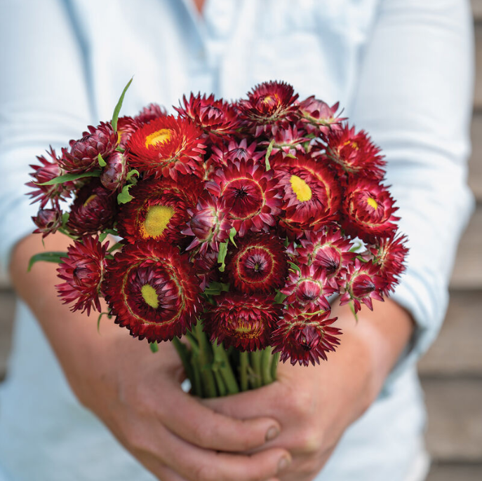 Strawflower - King Red