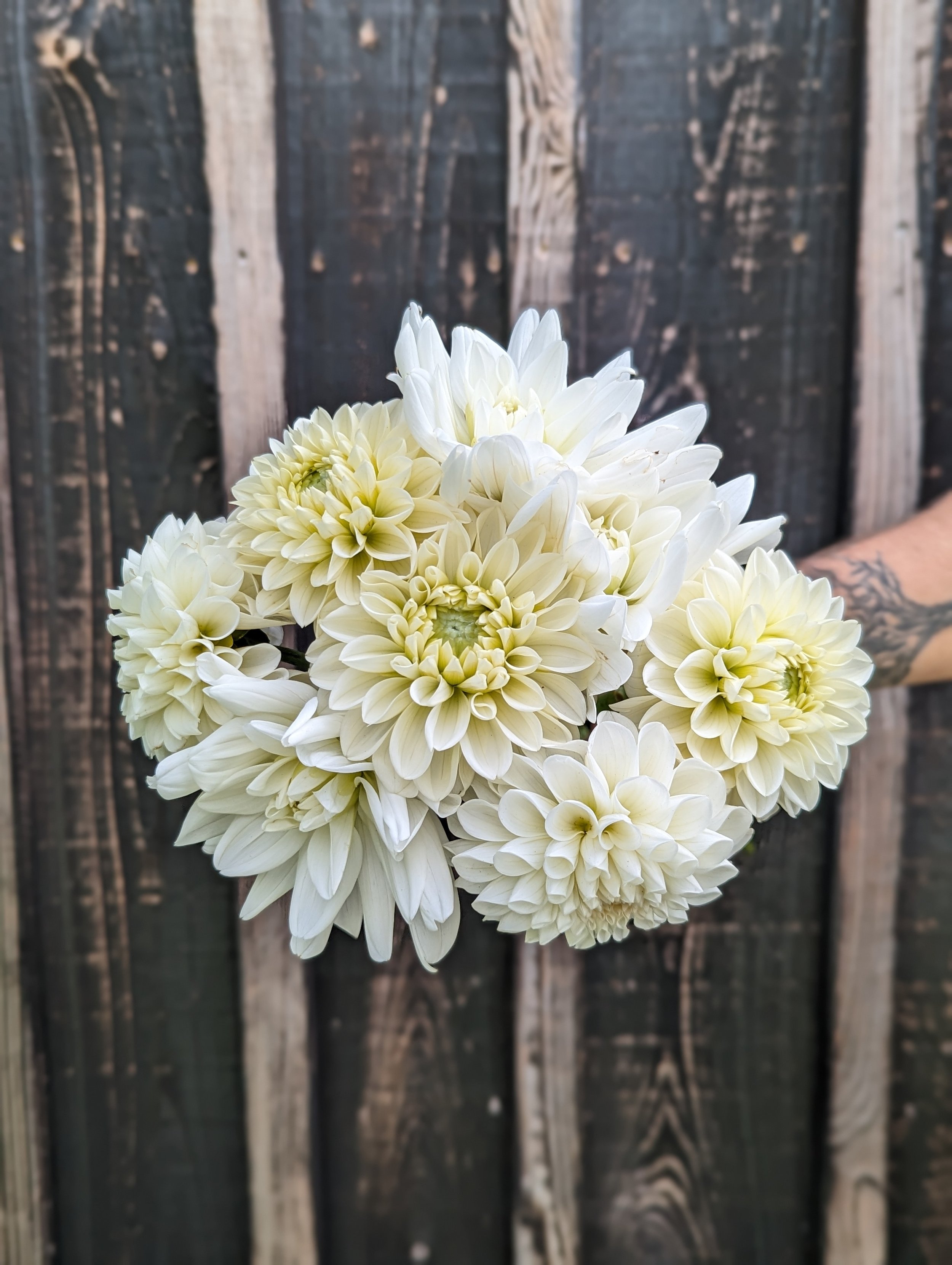 Dahlias - White