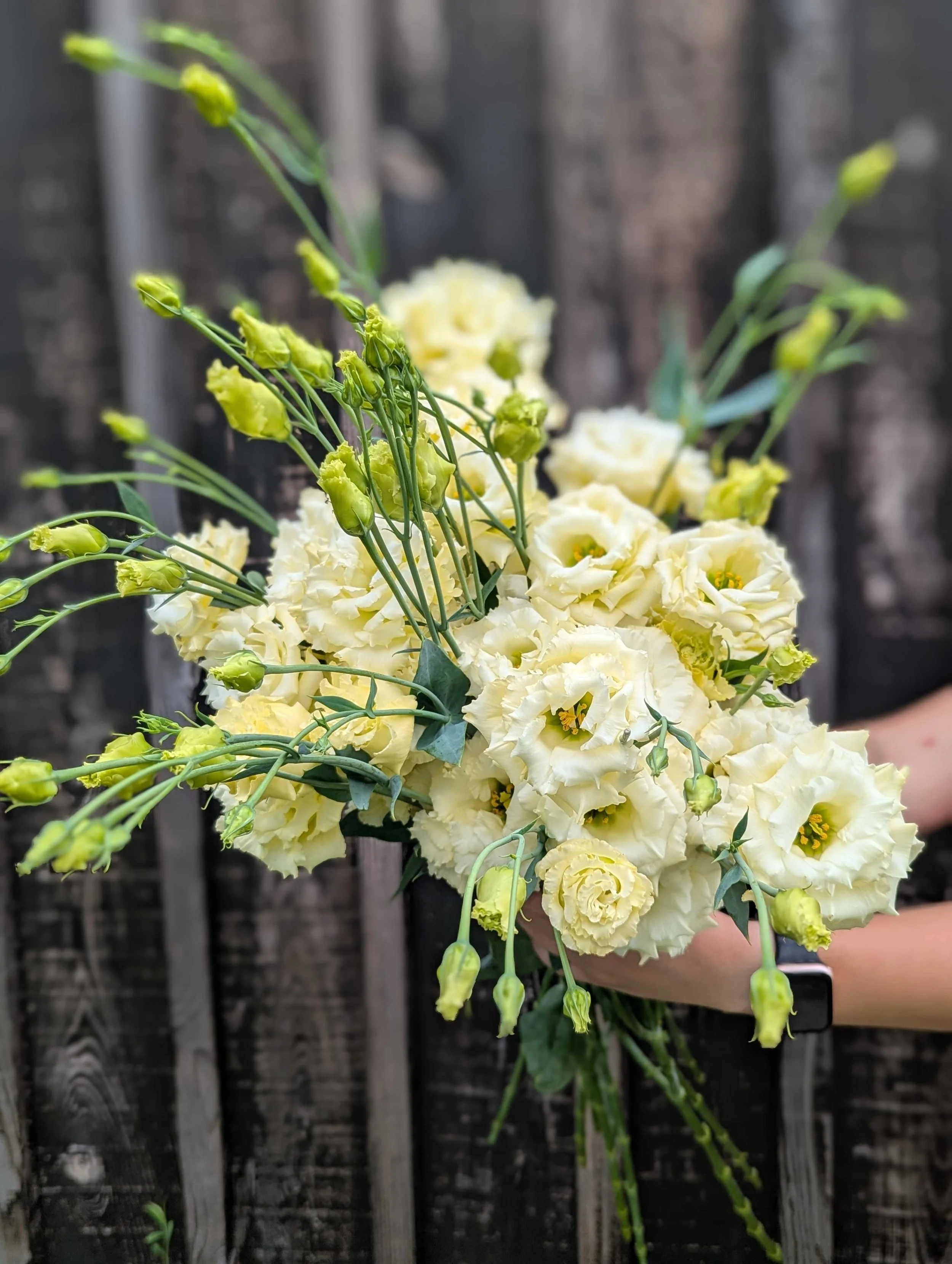 Lisianthus - Buttercream