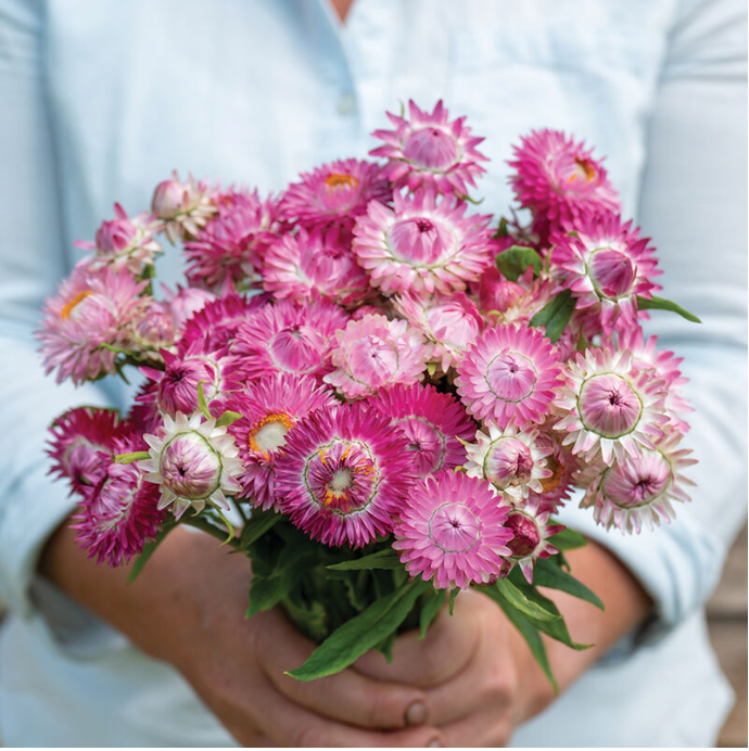 Strawflower - Rose