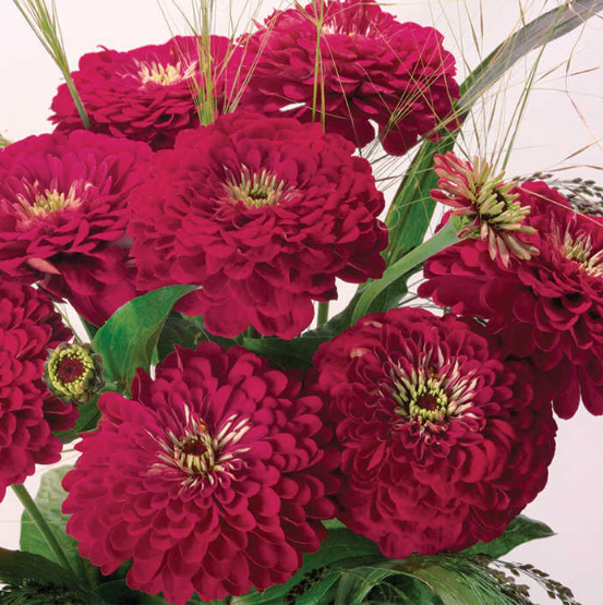 Zinnia - Benary's Wine