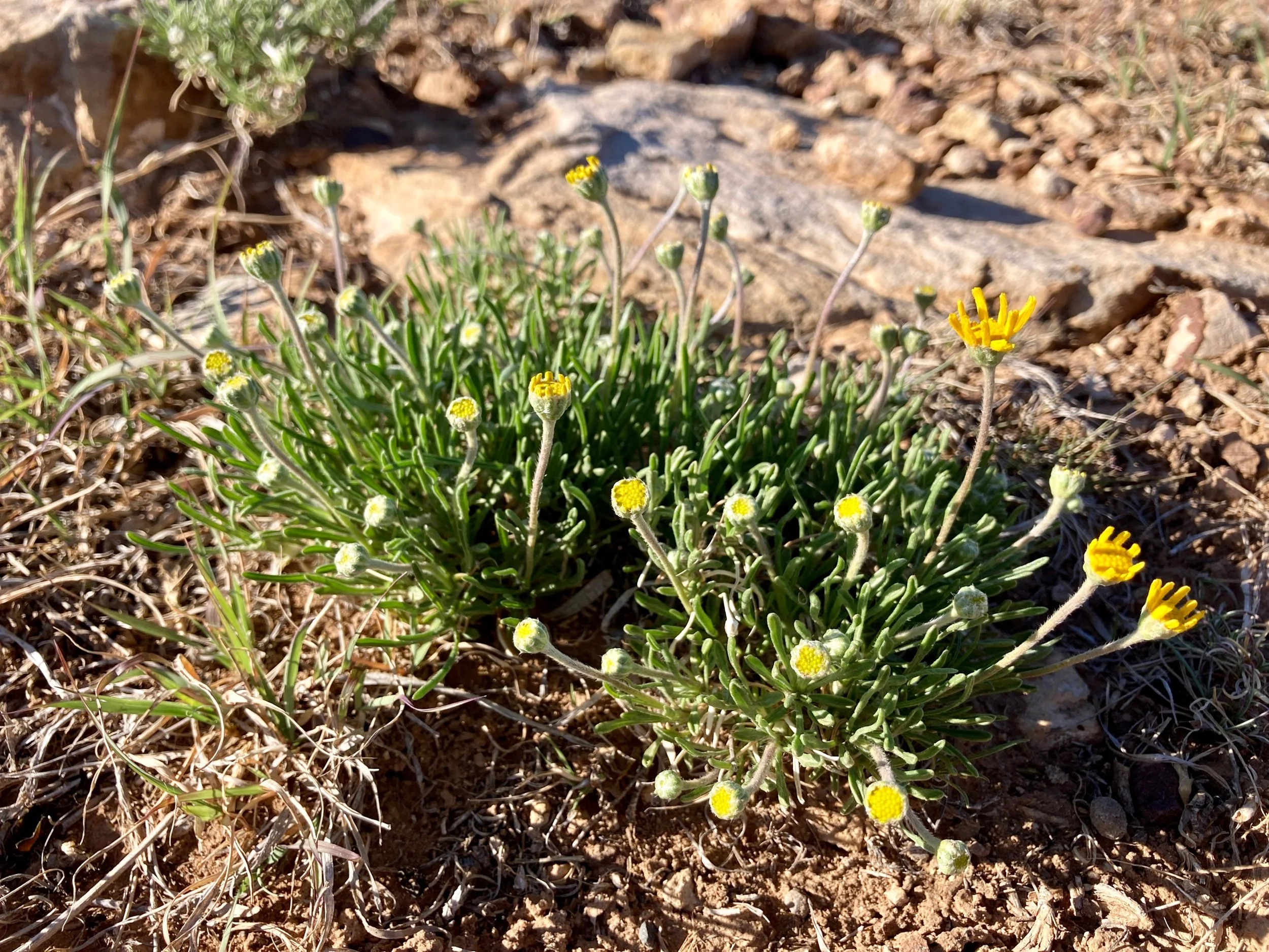 Stemmy Four-nerved Daisy  (Copy)