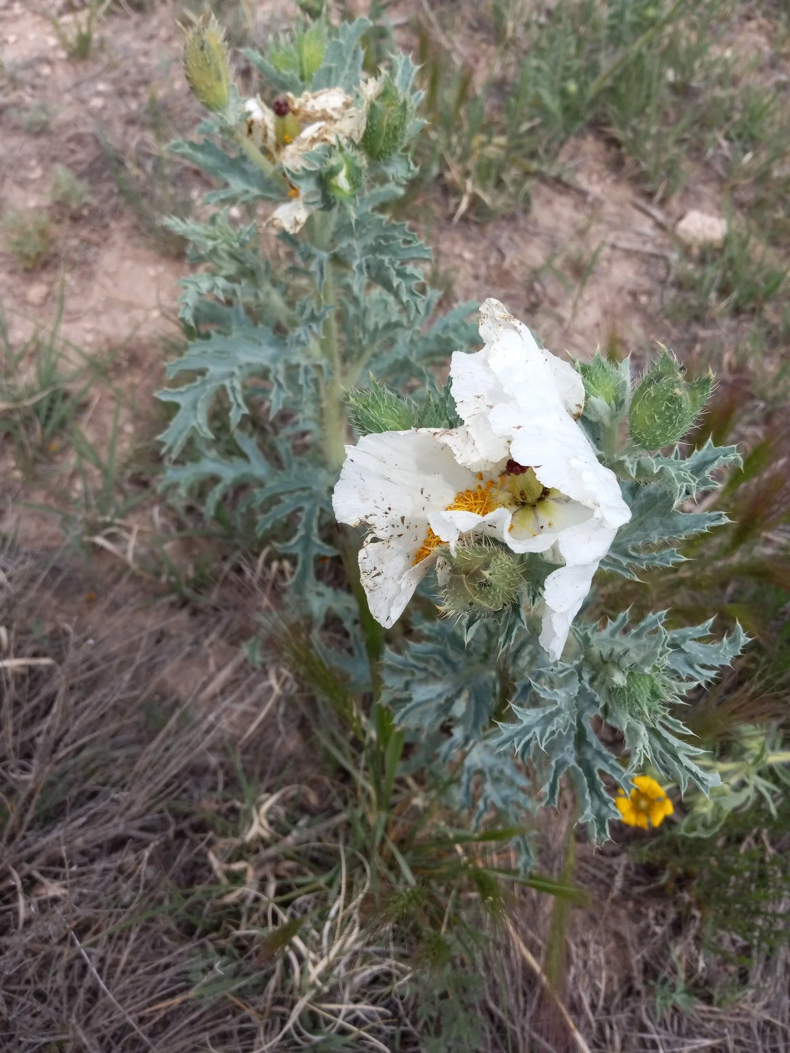 Prickly poppy (Copy)
