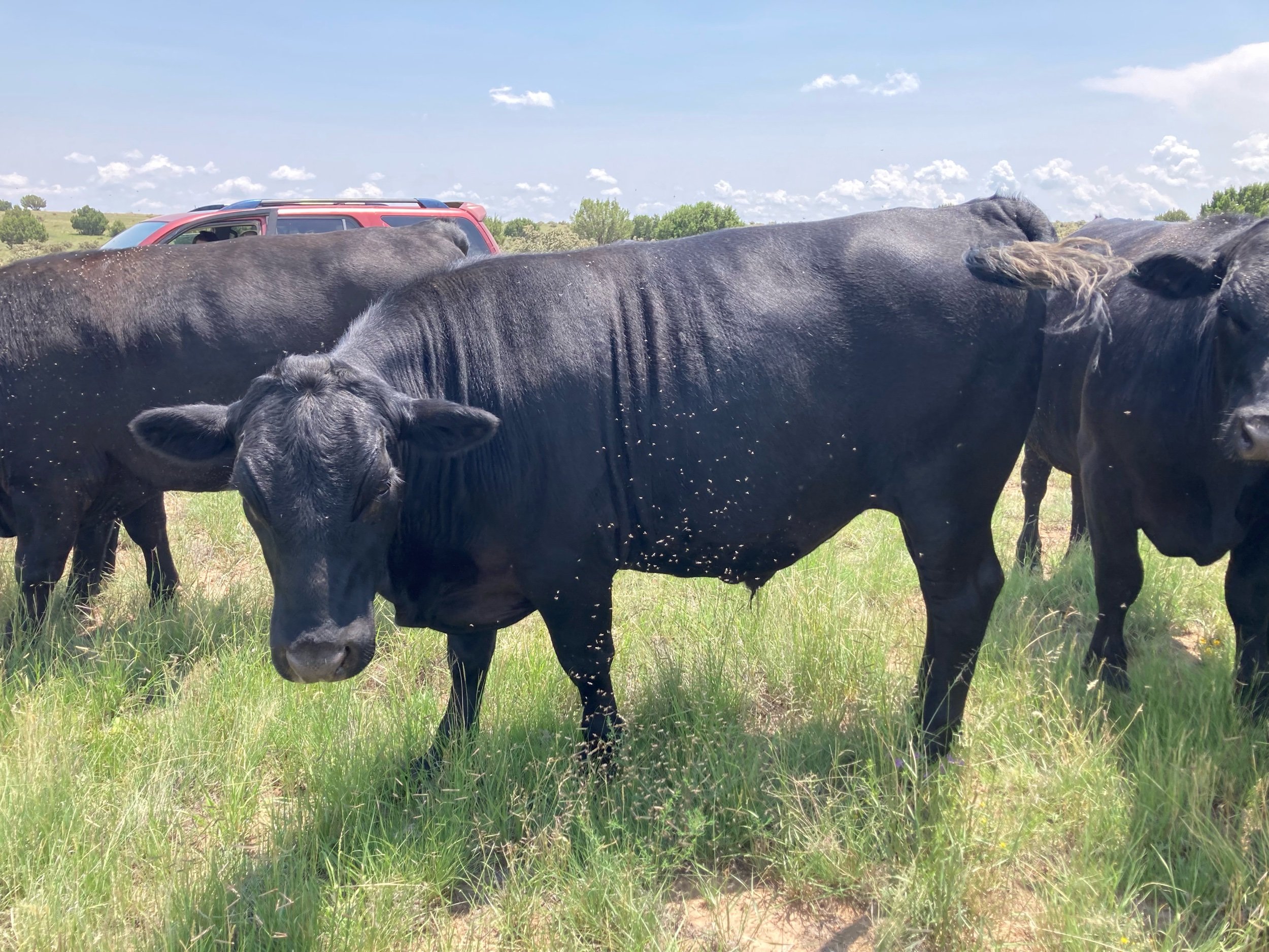 Sol Ranch finishers (Copy)