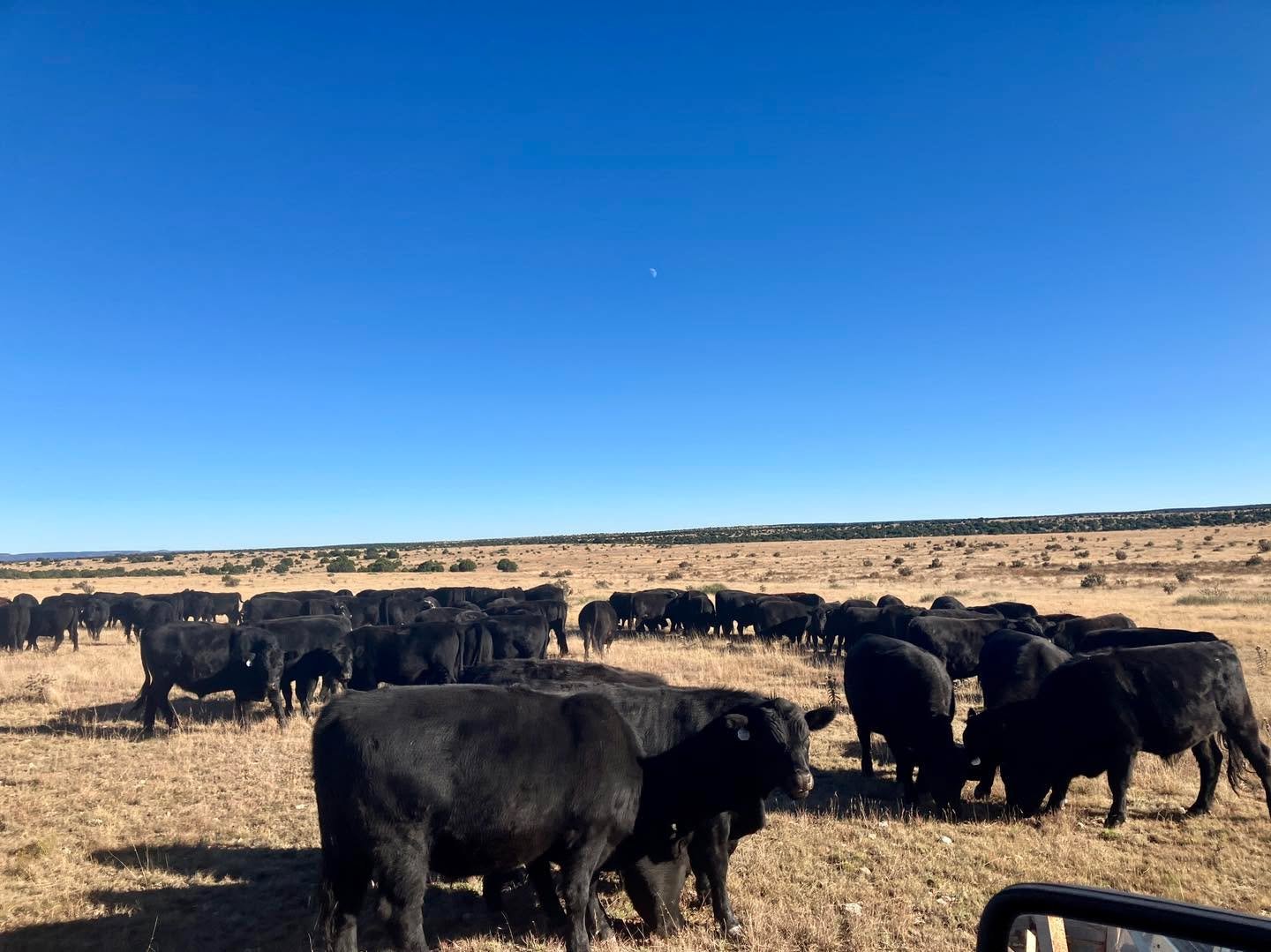 You still have time to place a Sol Ranch beef order for Saturday, November 22&rsquo;s delivery to Watrous, Las Vegas, Santa Fe, Albuquerque, and Taos. I have plenty of beef left in stock for all your holiday gatherings and everyday cozy meals.

Go to