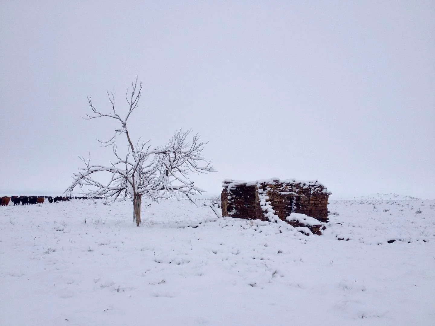 It&rsquo;s not too late to get some beef delivered before Christmas! 

I will be packing beef orders today so if you still need a gift for your loved one or some quality beef for a holiday meal, head over to solranchnm.com to place an order for an in