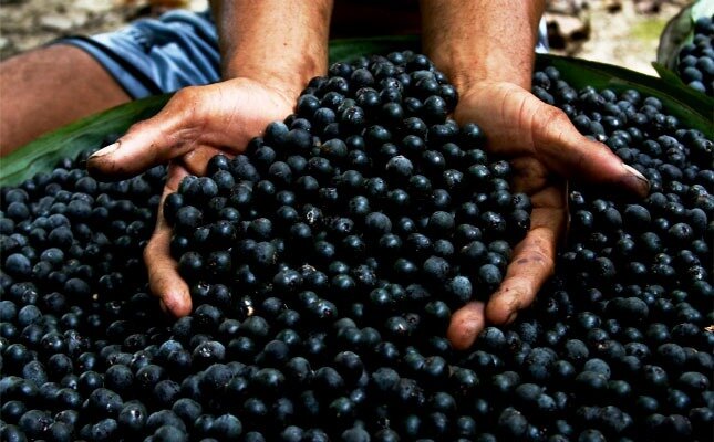 açaí-produção.jpg