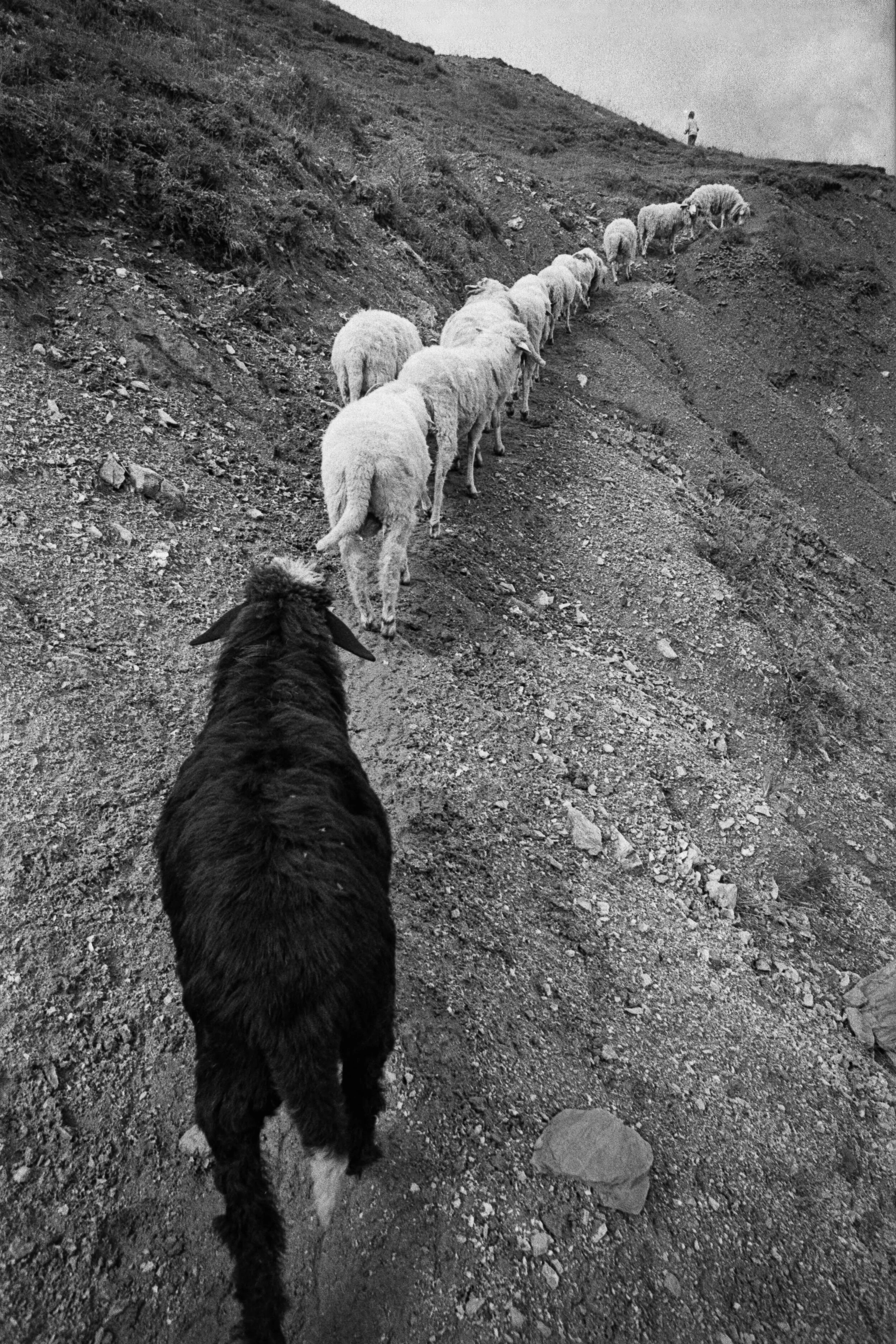 bartosz_matenko_albanian_shepherds_17.jpg