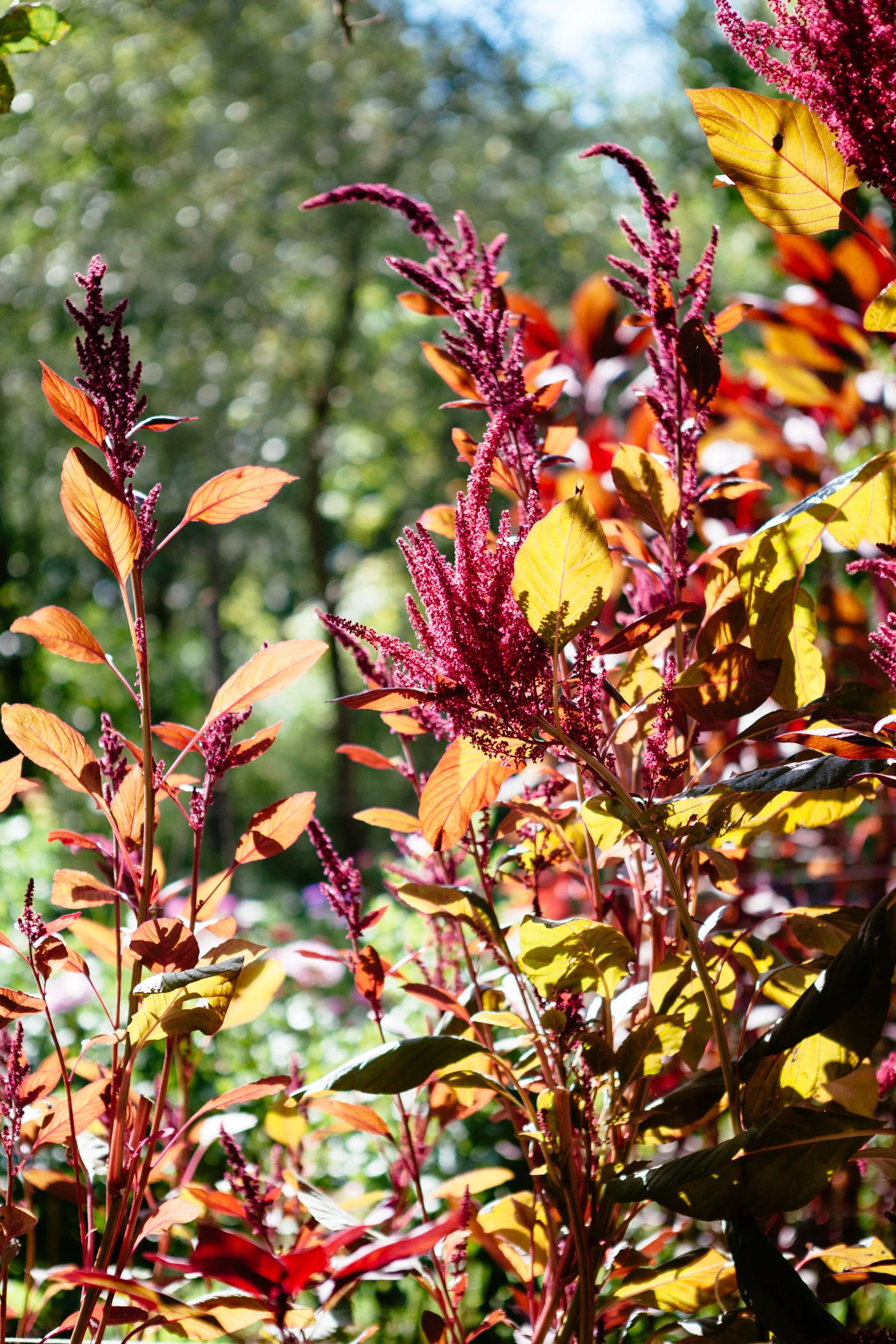 Gorgeous red and burnt orange amaranthus in the Rebel Rebel Italia field in Tuscany. Photographer Elizabeth Armitage.
