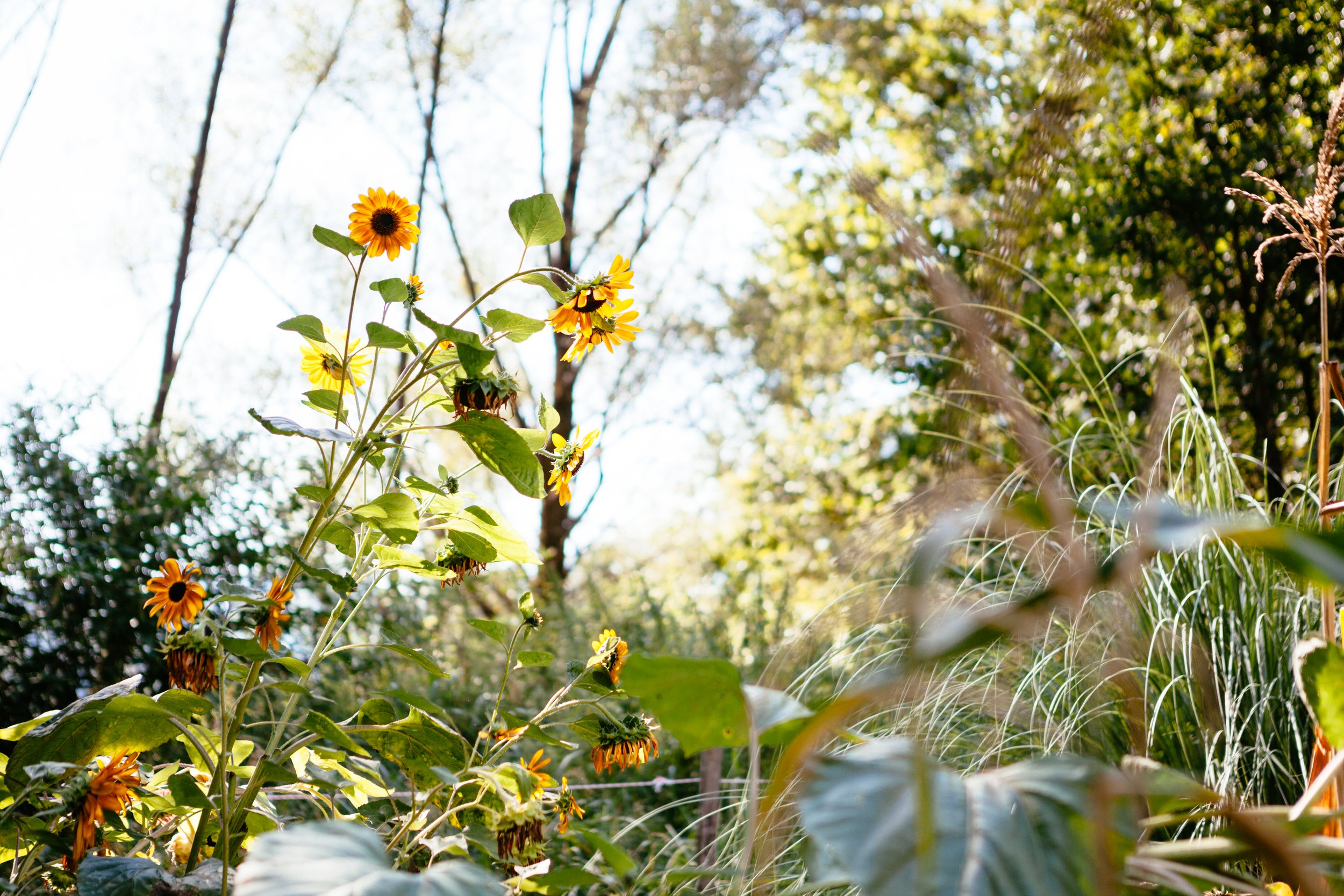  Flower farm tuscany barga italy sustainable no dig sunflowers photographer Elizabeth Armitage 