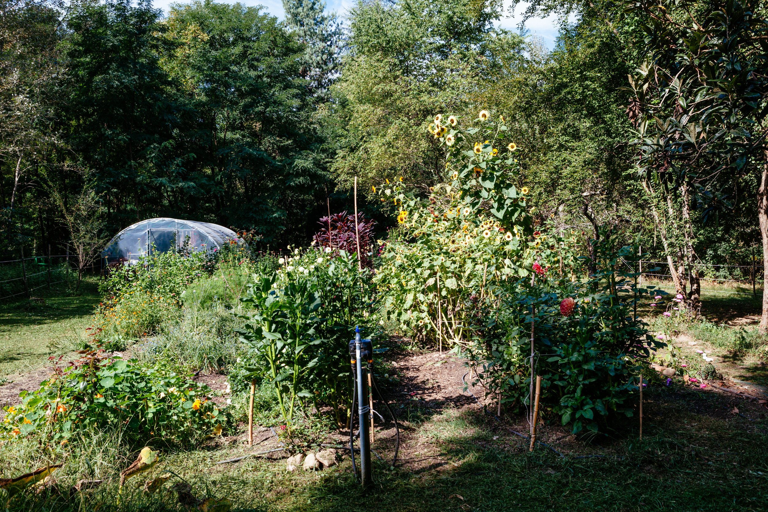  Flower farm tuscany barga italy sustainable no dig photographer Elizabeth Armitage 