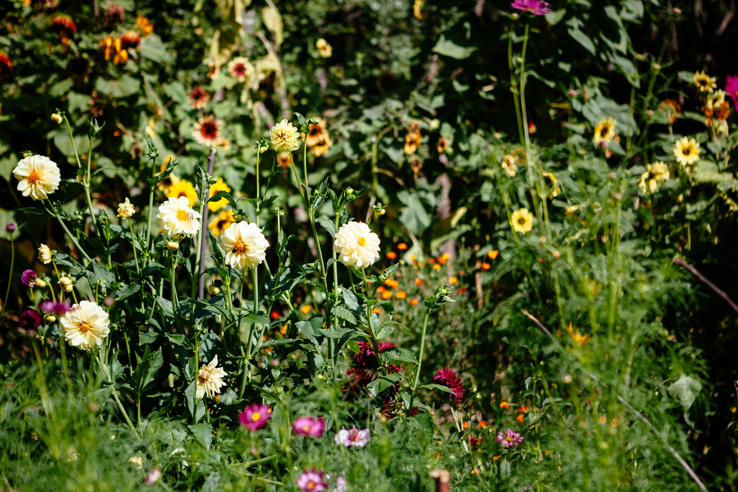  Flower farm Tuscany Barga Italy sustainable no dig dahlias photographer Elizabeth Armitage 