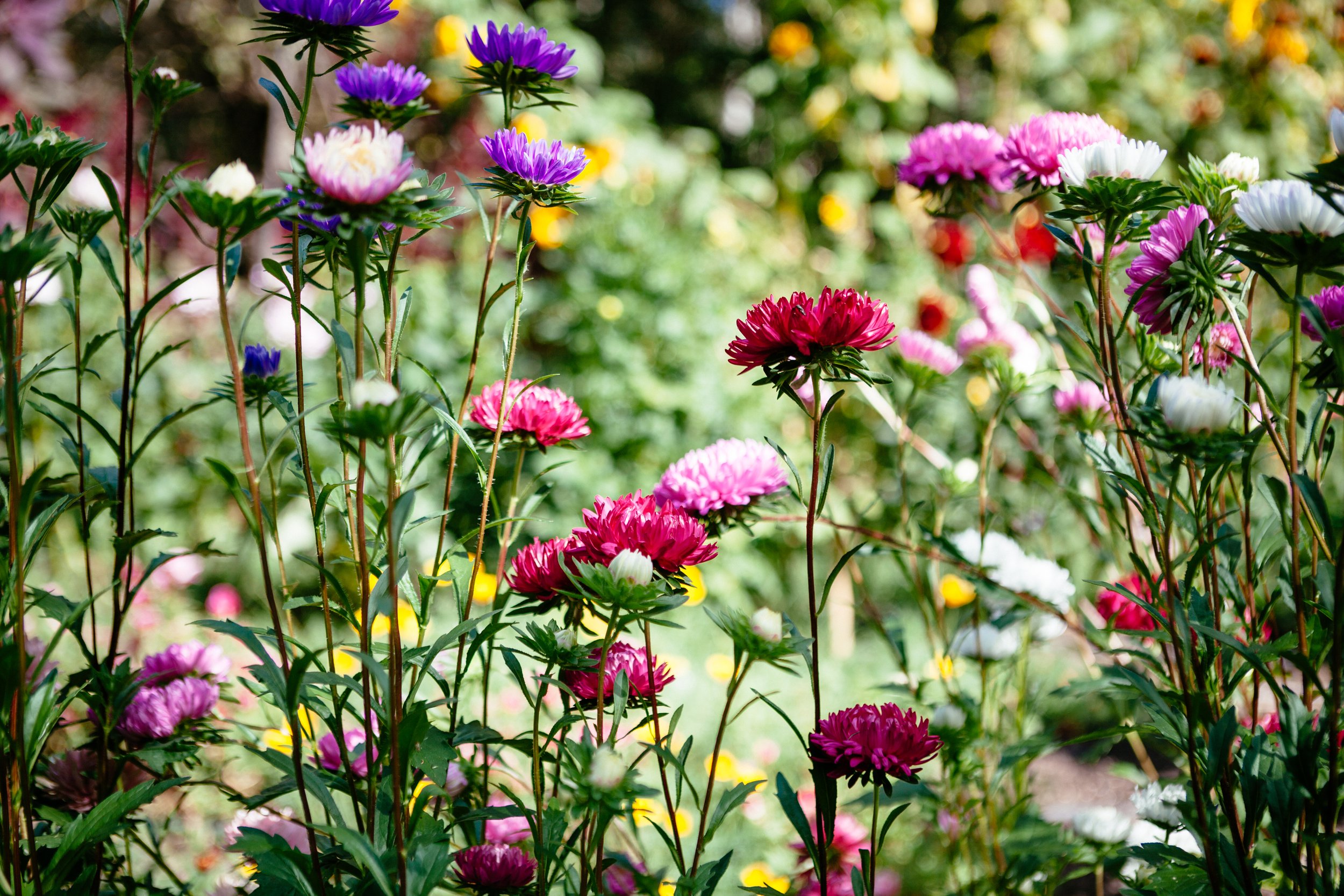  Flower farm Tuscany Barga Italy sustainable no dig asters photographer Elizabeth Armitage 