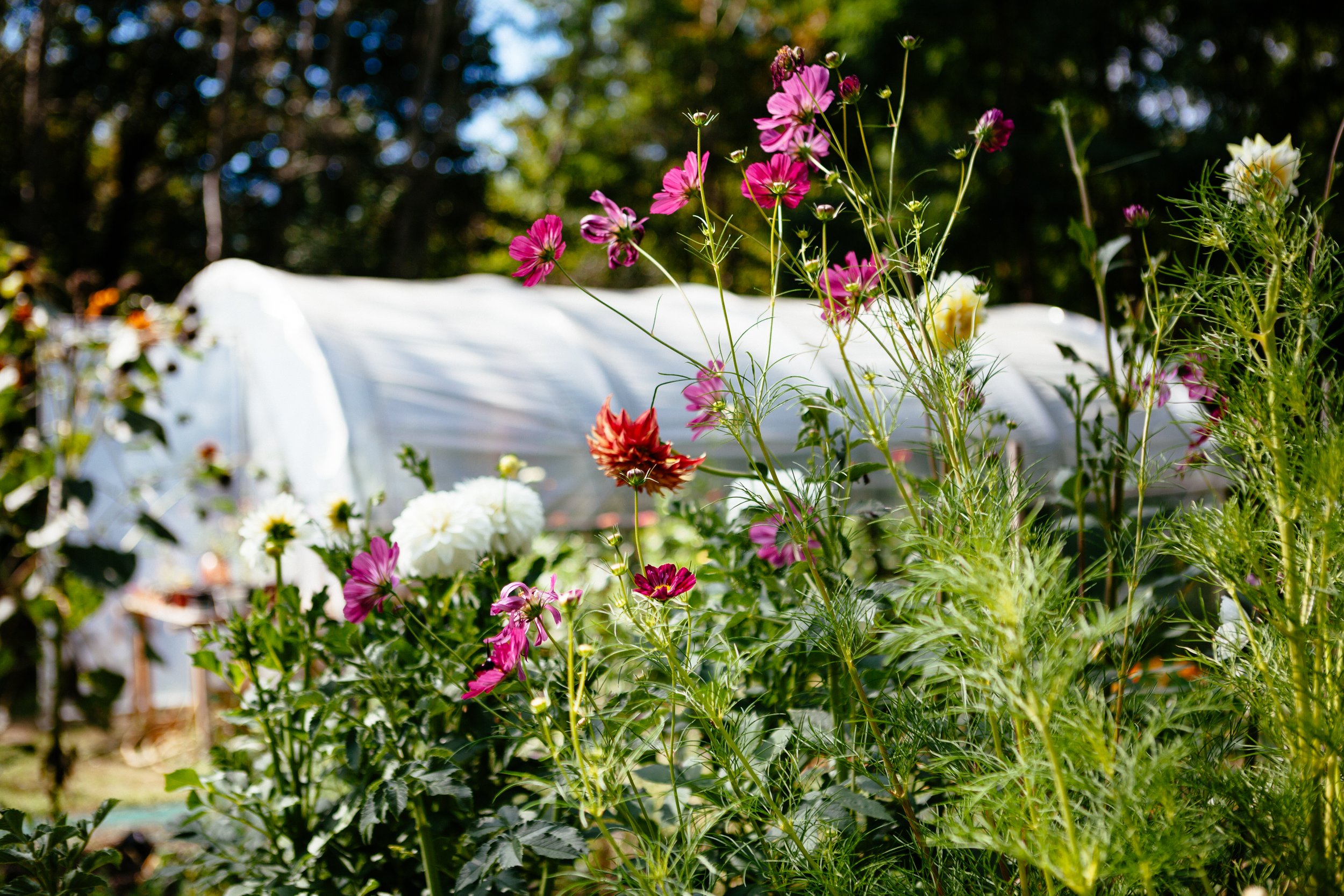  Flower farm Tuscany Barga Italy sustainable no dig cosmos photographer Elizabeth Armitage 