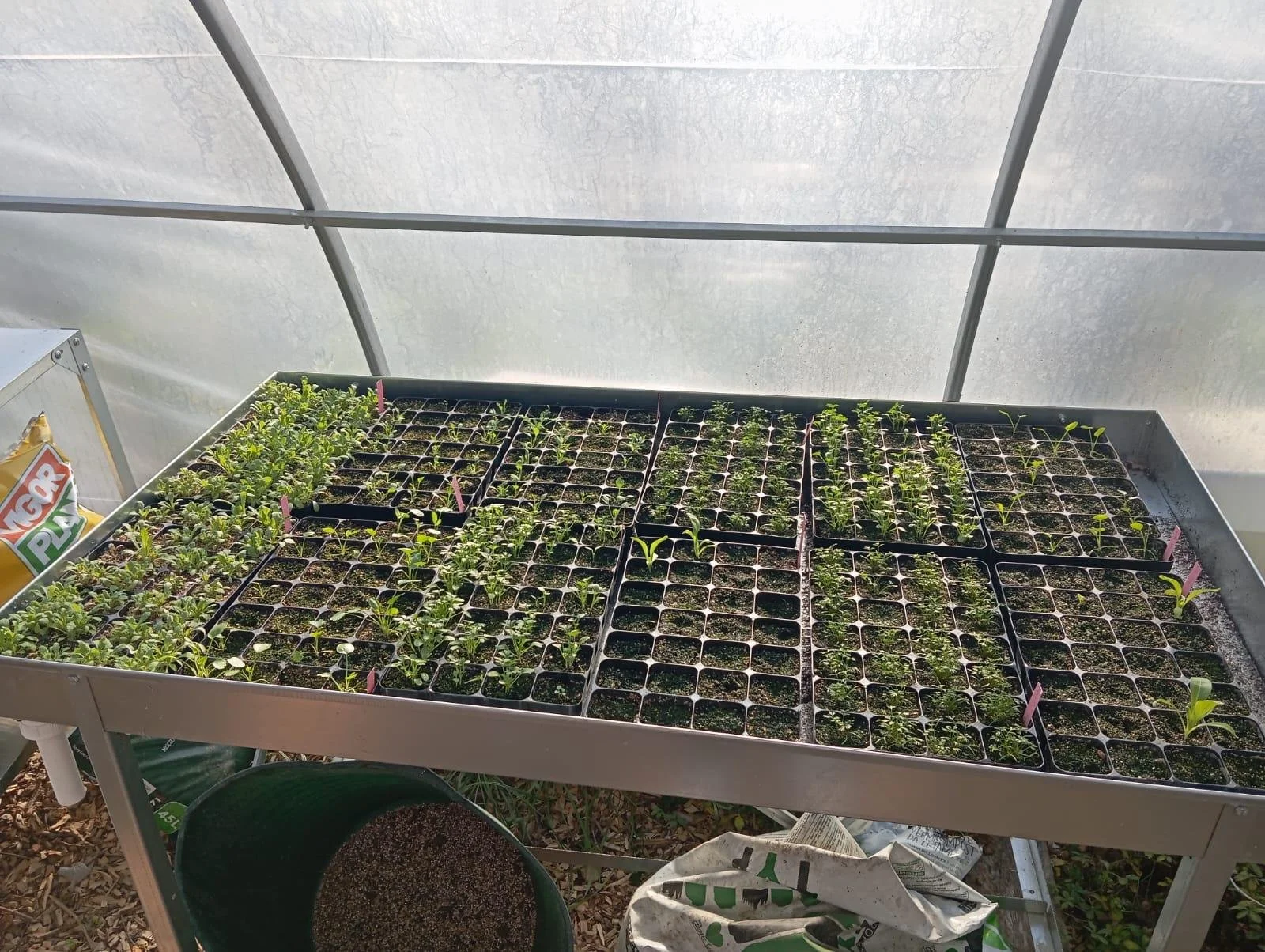 January seedlings 2026.jpg
