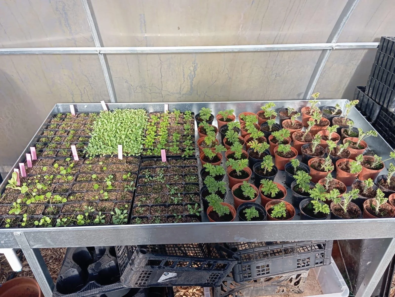 transplated seedings in February 2026.jpg