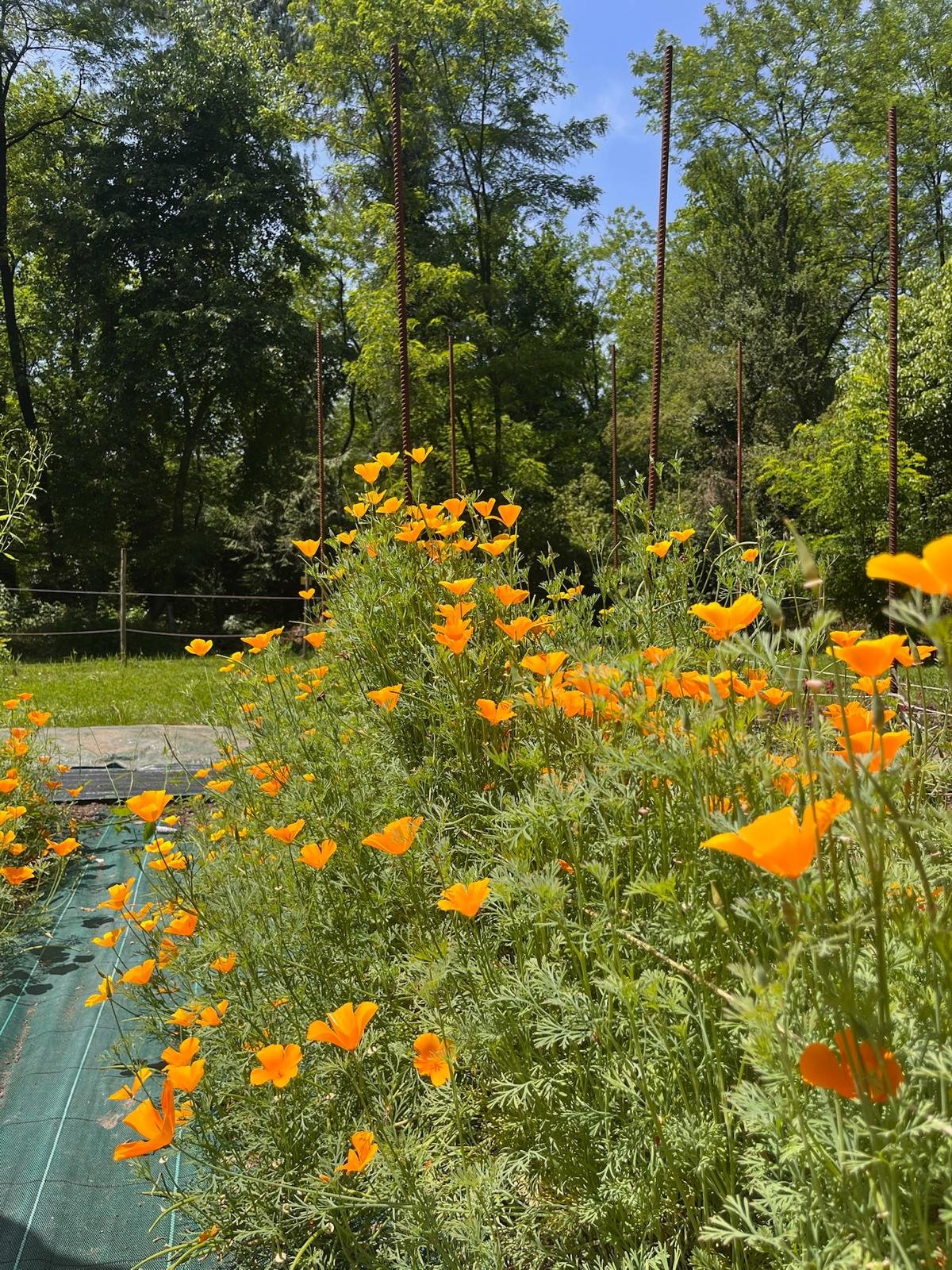 Geum in all their glory in June.jpg