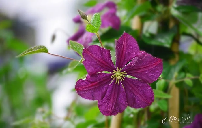 20150425-B DSC_0179 edited.jpg