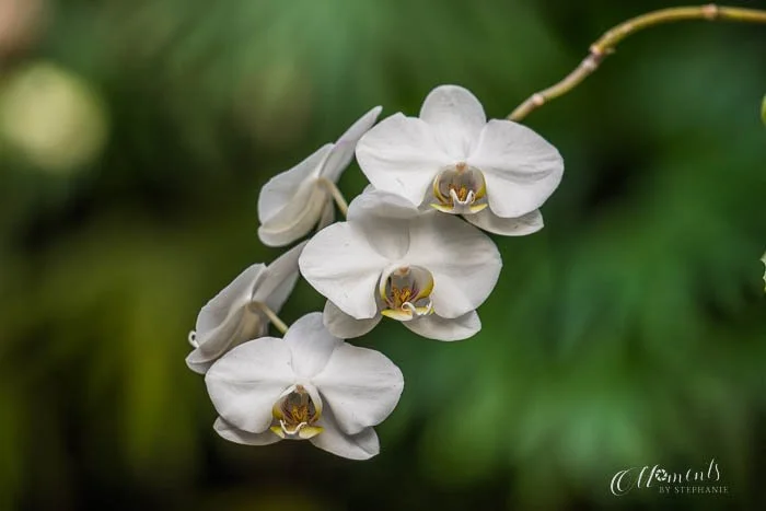 20190328-_DSC2898.jpg