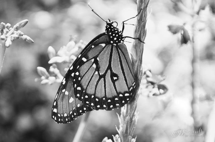 20130502-butterfly black and white-2.jpg