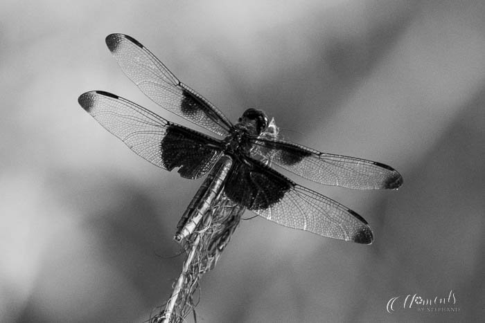 20190808-_DSC9664.jpg