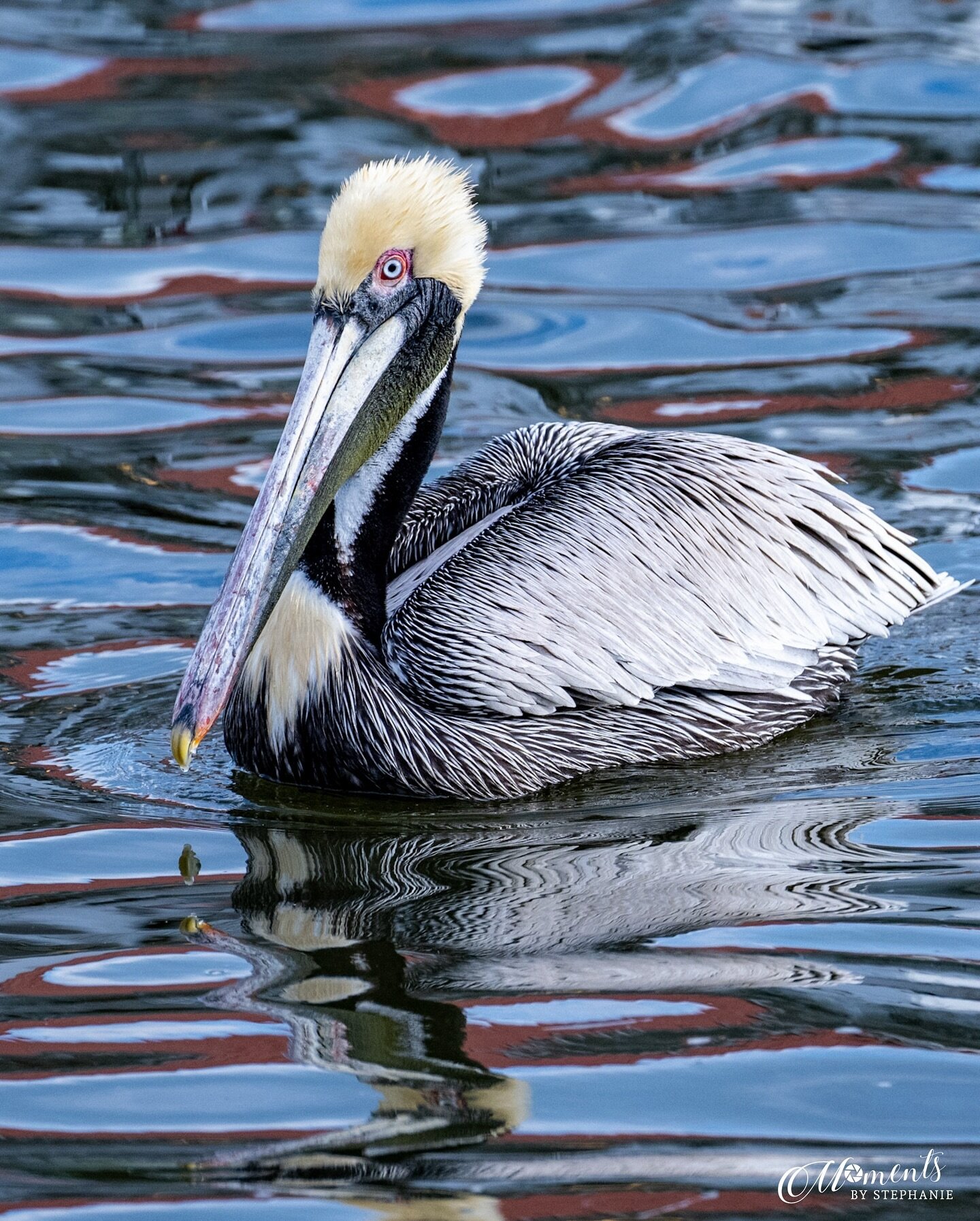 Check out this gorgeous pelican basking in the sun along Shem Creek.  Can&rsquo;t get over those amazing colors in the water caused by the reflection of nearby fishing boats.  Stunning!

Nikon Z9 
Nikkor Z 100-400 &amp; 1.4 teleconverter 

#momentsby