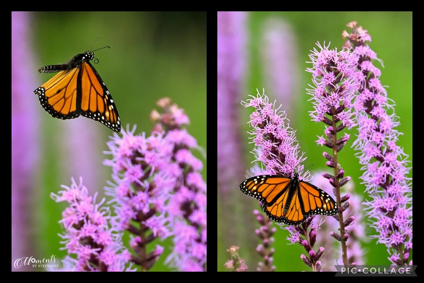 ✨The Magnificent Monarch✨

Soaking up the last sweet blessings of summer before the golden days of fall arrive.🍂
On my recent trip to Doughton Park last month, I was beyond thrilled to spot this stunning Monarch &mdash; it&rsquo;s been years since I
