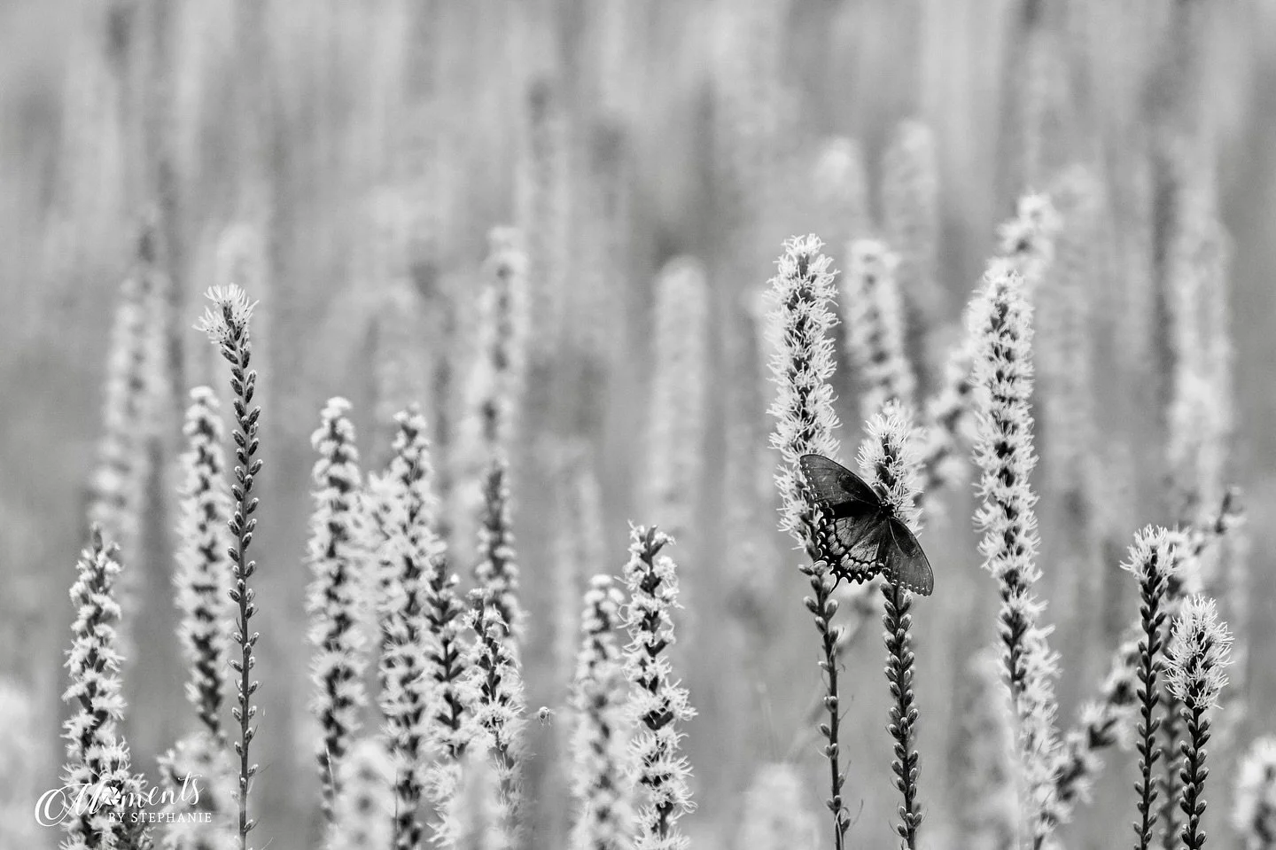 ✨ Monochrome Meadow ✨
&ldquo;Fields of blazing stars stretched across Doughton Park, alive with butterflies and summer&rsquo;s final warmth. In black and white, the meadow becomes timeless &mdash; a simple moment of stillness and grace. 🌿🦋

Psalm 4