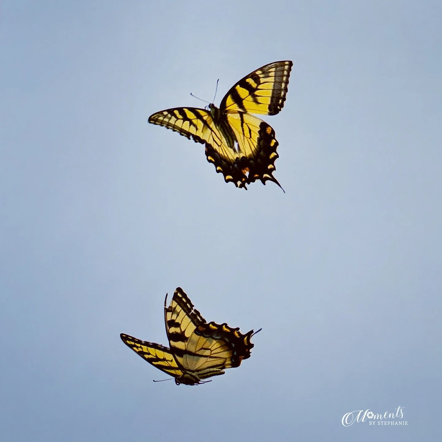 Butterfly Blessings 👐
Simple joys of summer

(c) Stephanie Sheffield
All Rights Reserved 
Sharing is appreciated 

#momentsbystephanie #butterflyblessings #butterfly🦋 #butterfliesofinstagram #butterflies #northcarolinaphotographer #northcarolina #v