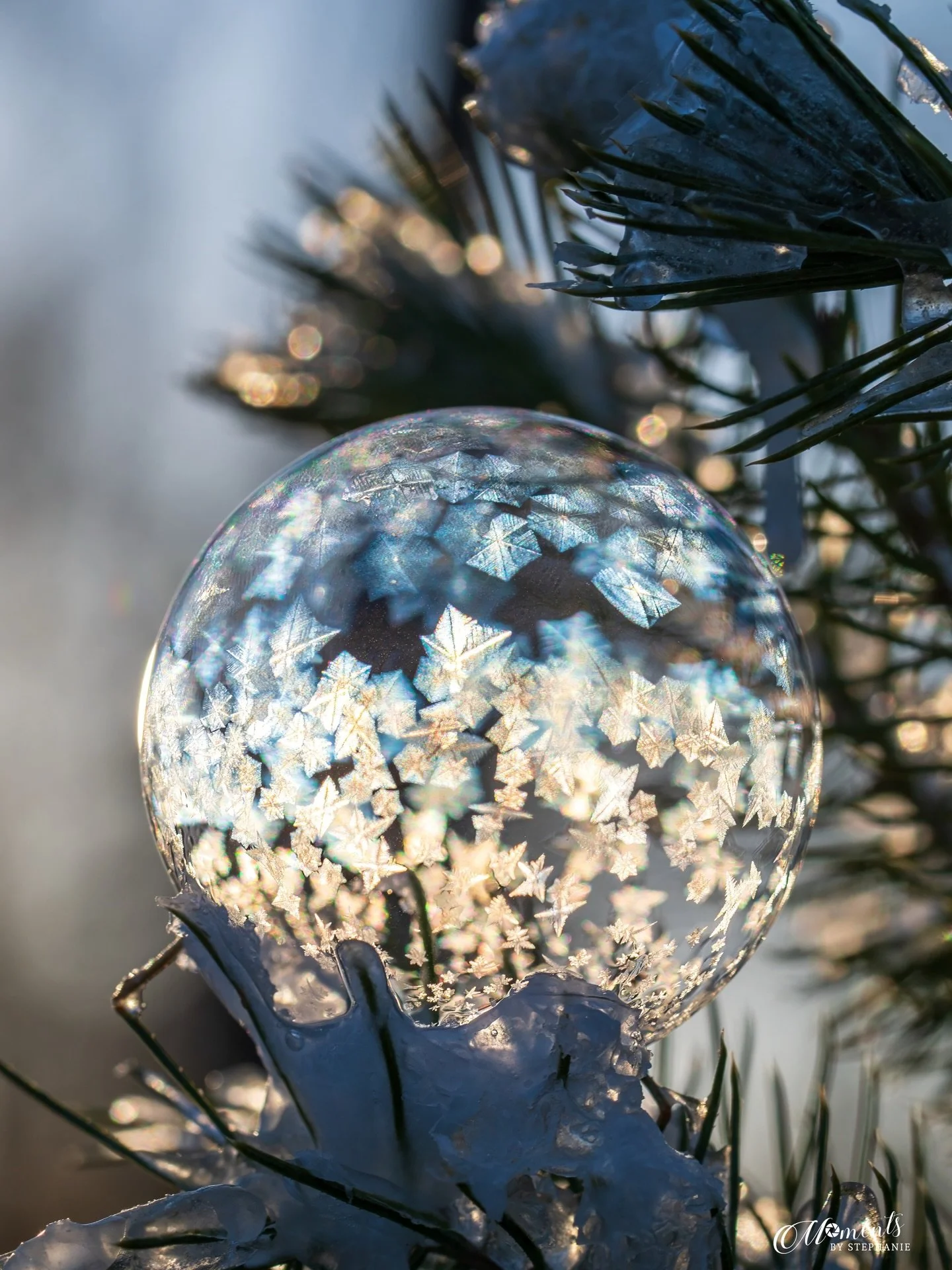 This morning was another for the memory books.  I may have frozen my toes off in 12 degree weather but it sure was worth it!

How could I ever choose a favorite of these frozen wonders?!?! 🤩. The intricate designs created by the freezing crystals ar